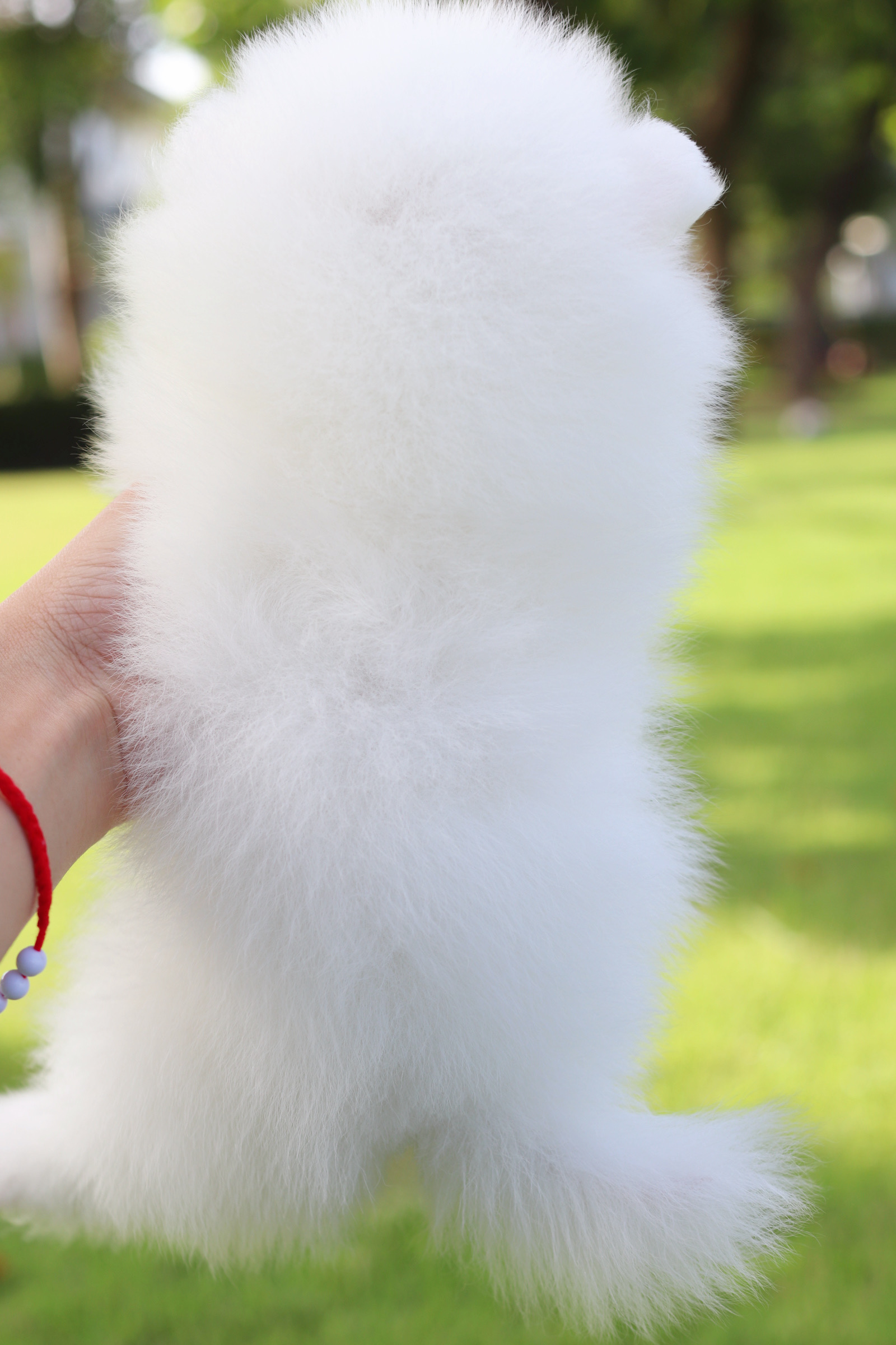 ปอมเมอเรเนียน เพศเมียสีแฟนซี