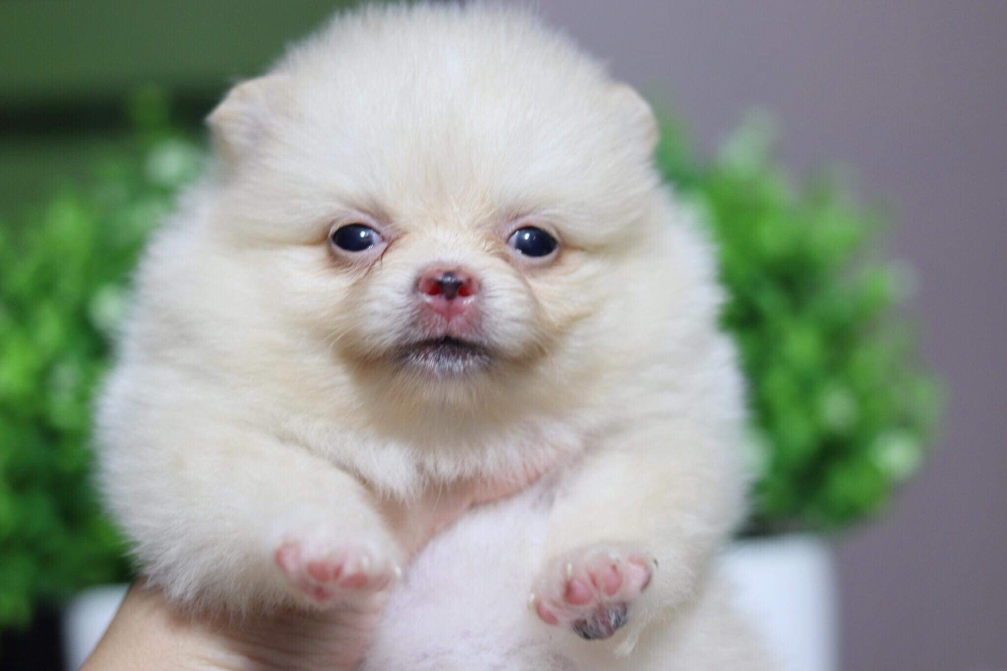 ปอมเมอเรเนียน เพศเมีย