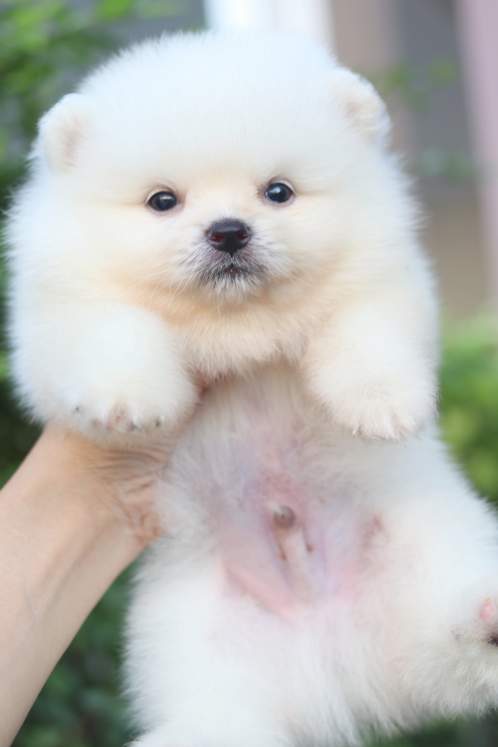 ปอมเมอเรเนียน เพศผู้สีขาวครีม