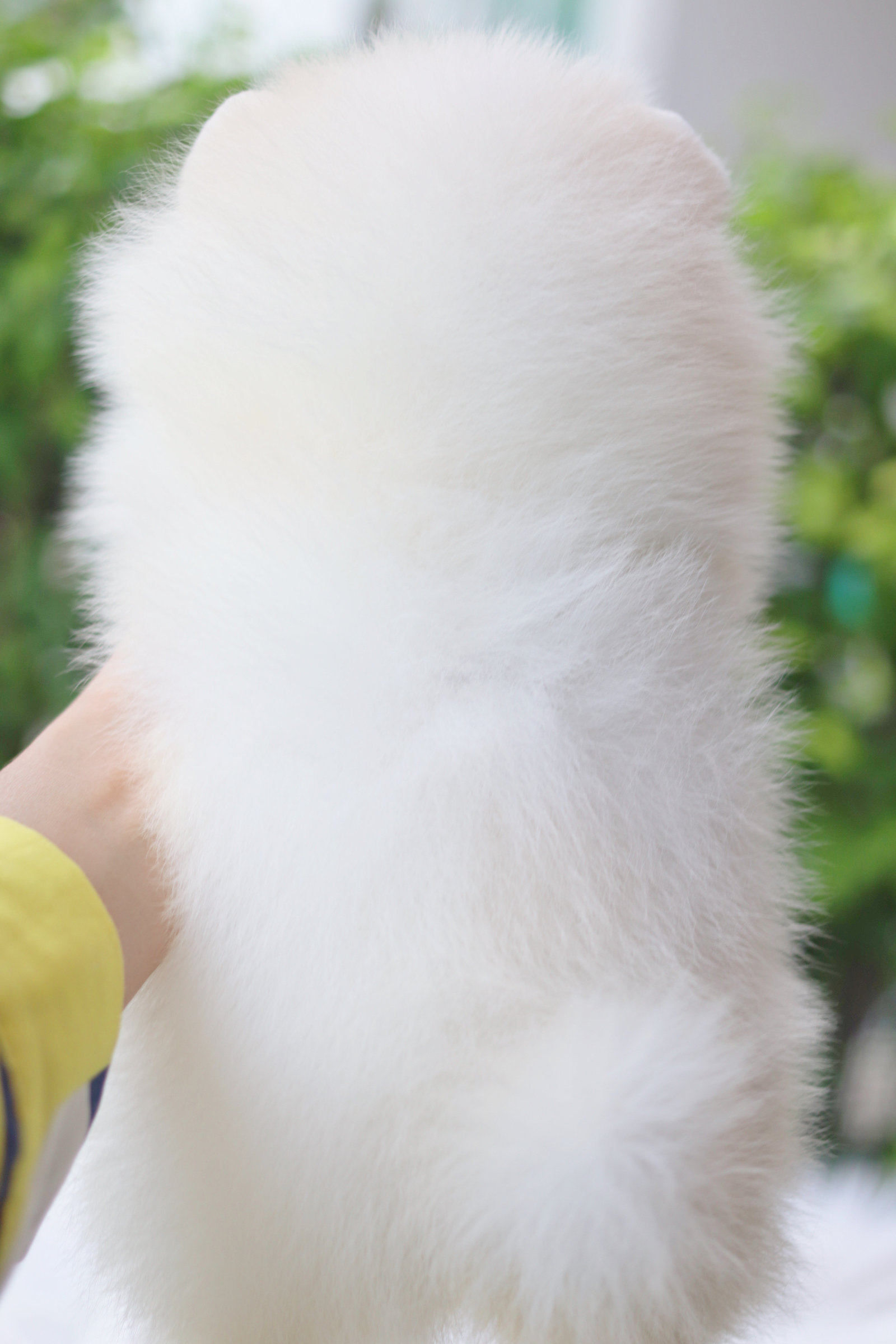 ปอมเมอเรเนียน เพศผู้สีขาวครีม เกรดโชว์