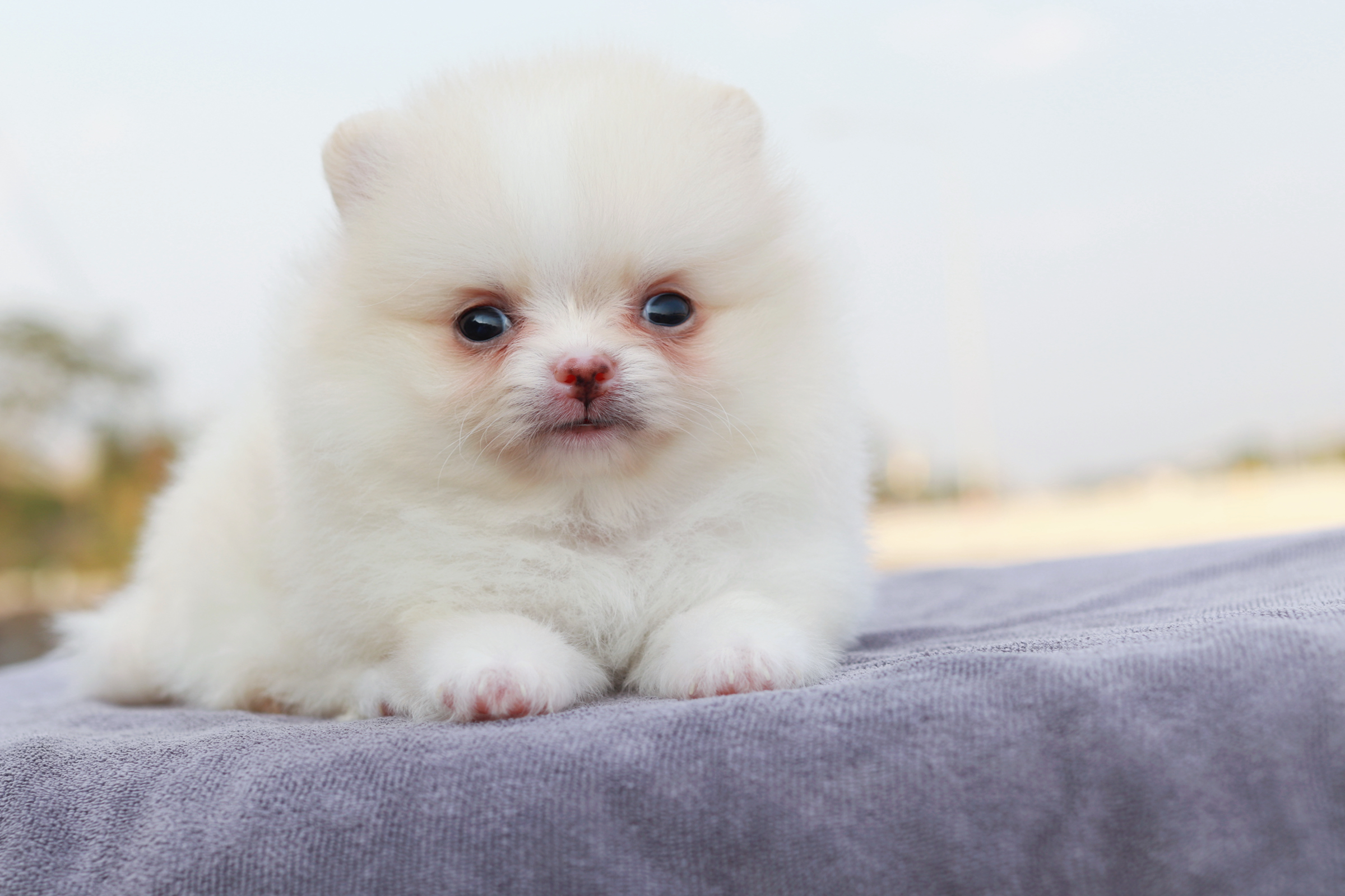 ปอมเมอเรเนียน เพศเมีย