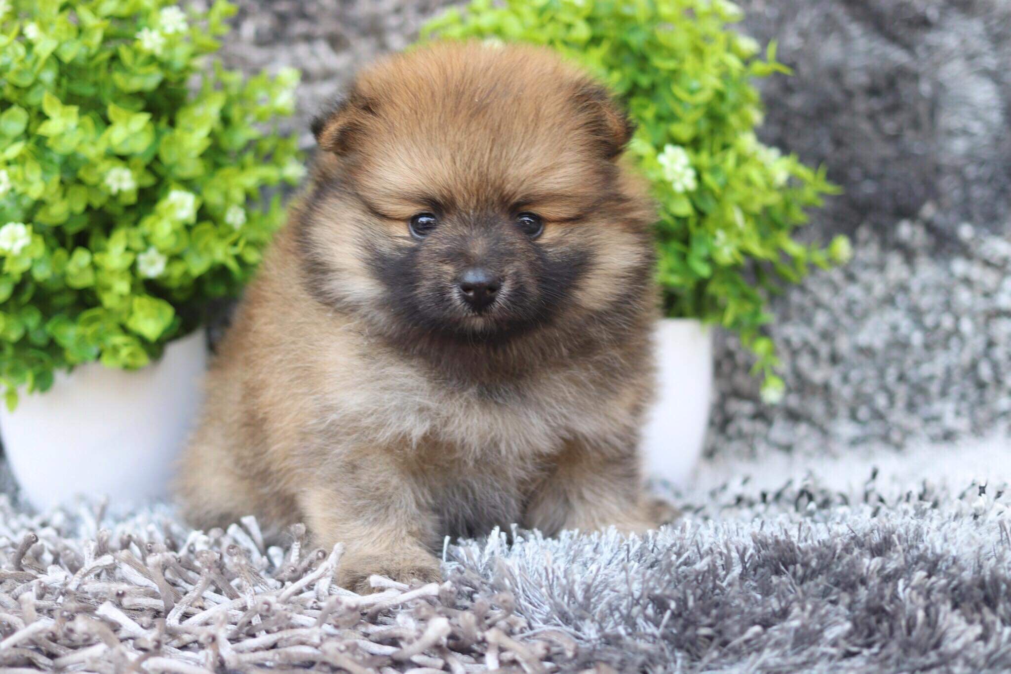 ปอมเมอเรเนียน เพศเมียหน้าฟ็อก