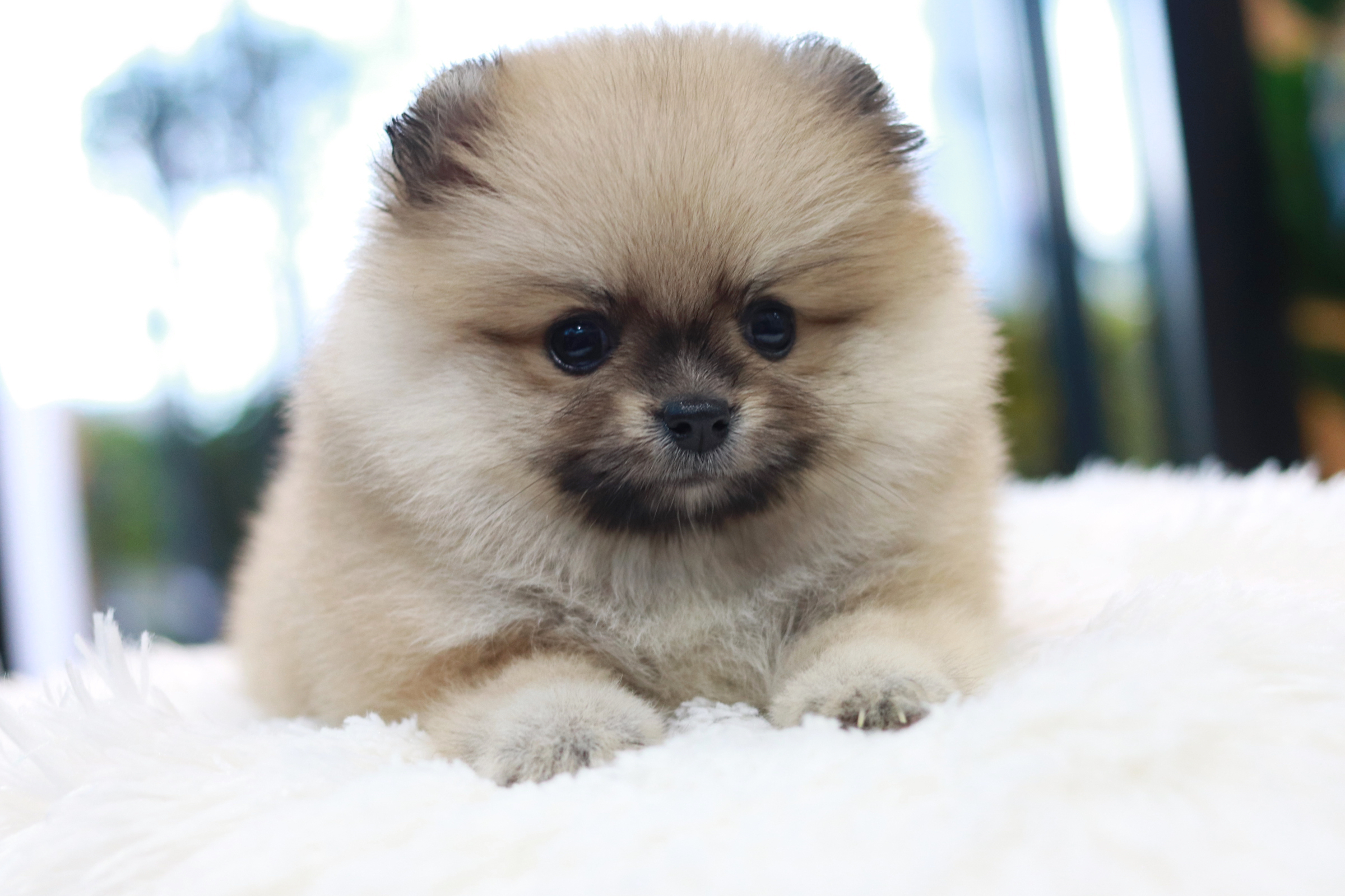 ปอมเมอเรเนียน เพศเมีย สีส้ม