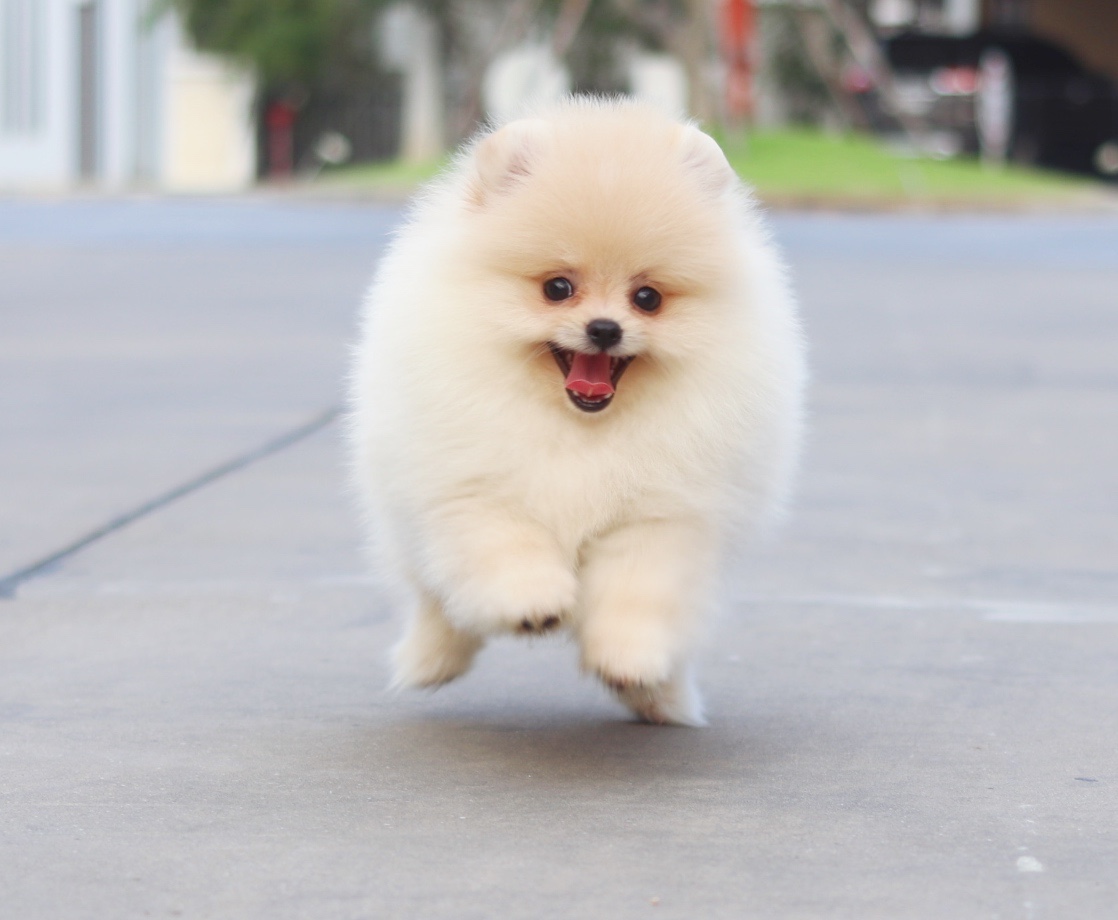 ปอมเมอเรเนียน เพศเมียสีครีม