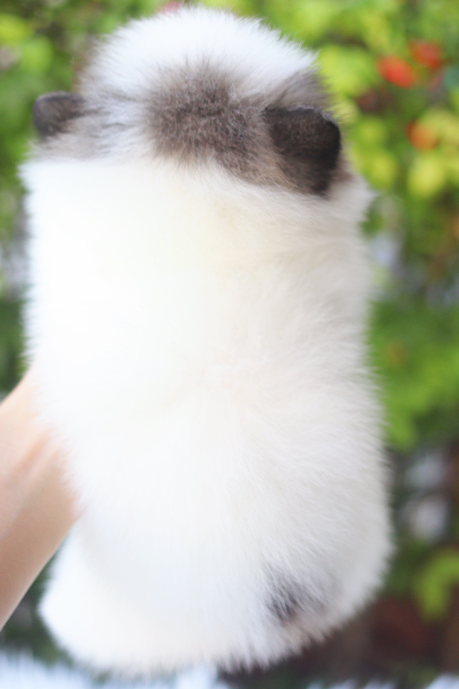 ปอมเมอเรเนียน เพศเมียสีแฟนซี