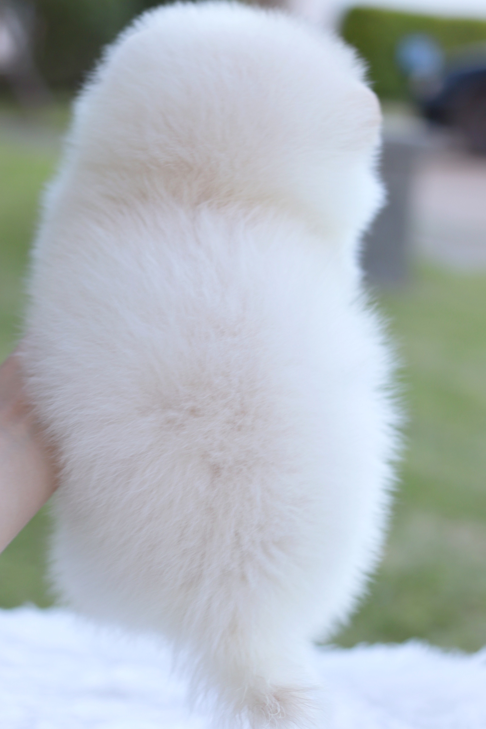 ปอมเมอเรเนียน เพศผู้ สีขาวครีม