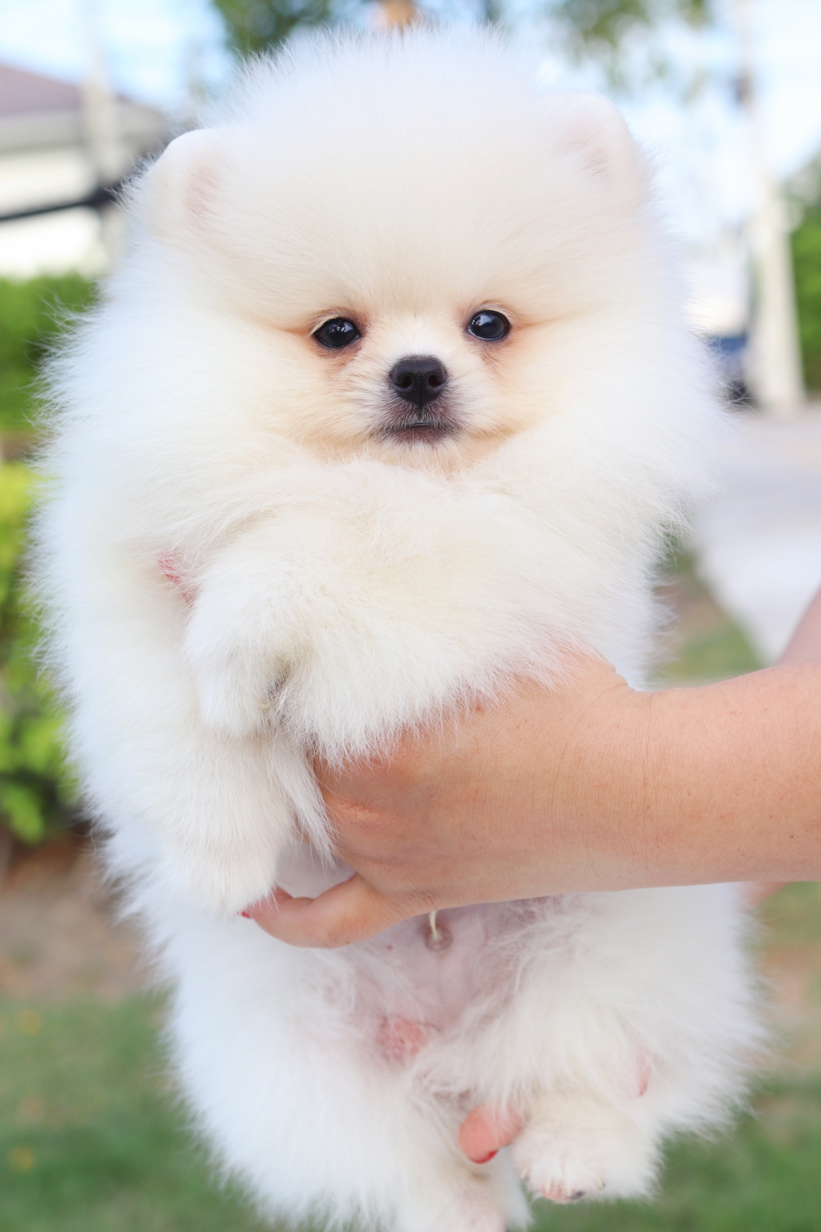 ปอมเมอเรเนียน เพศผู้ สีขาวเกรดโชว์