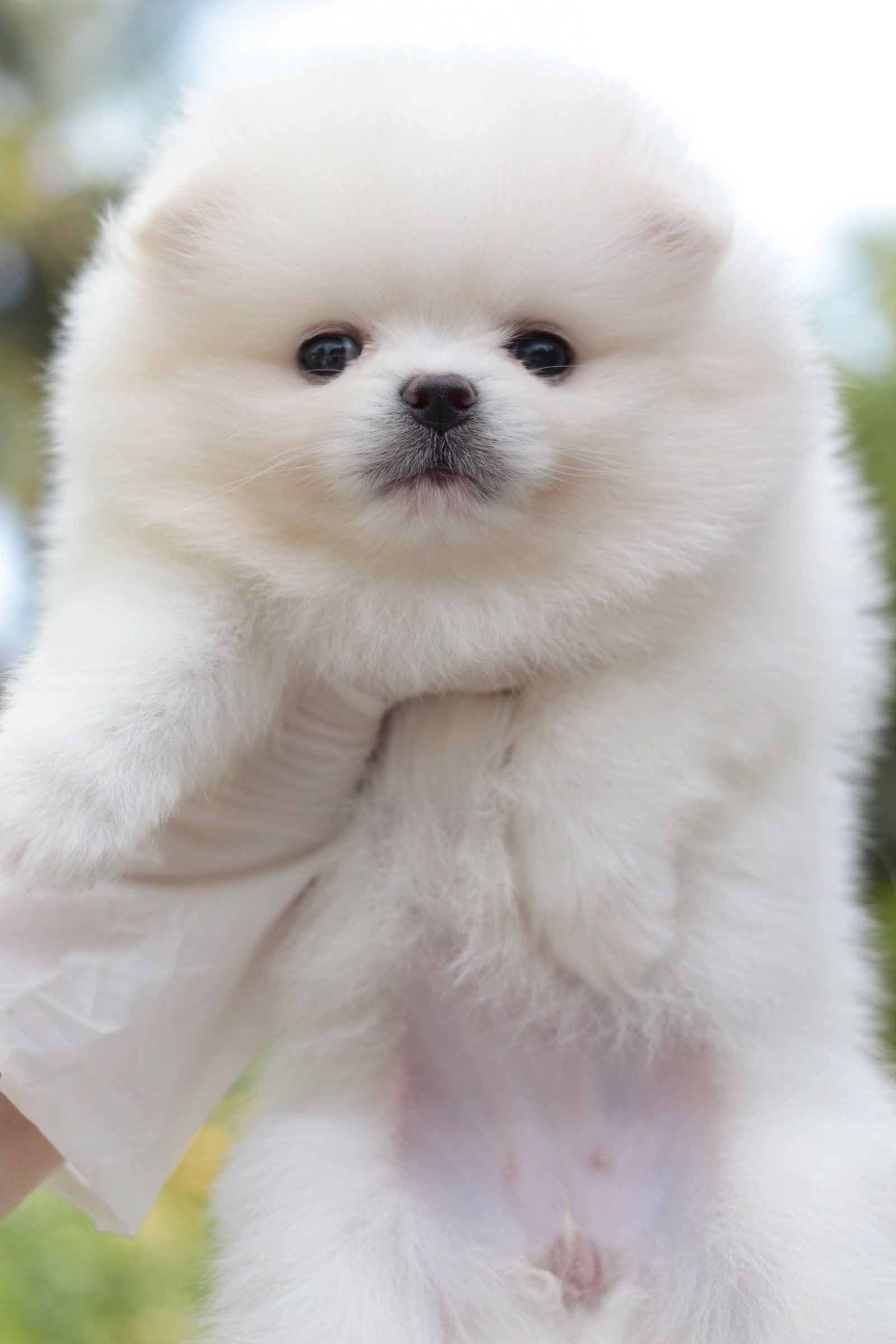 ปอมเมอเรเนียน เพศเมีย สีขาวครีม