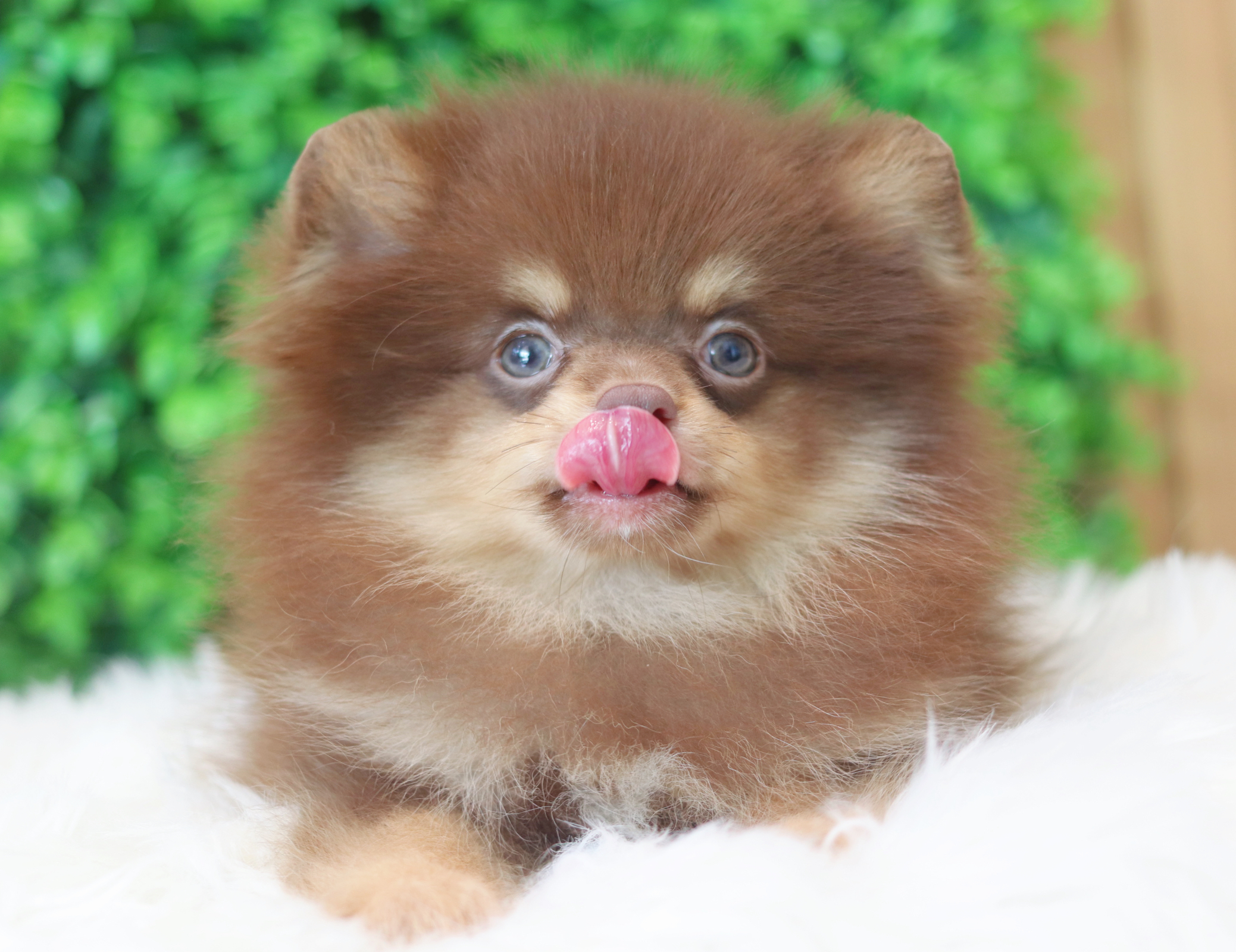 ปอมเมอเรเนียน เพศผู้สีช็อคแทน