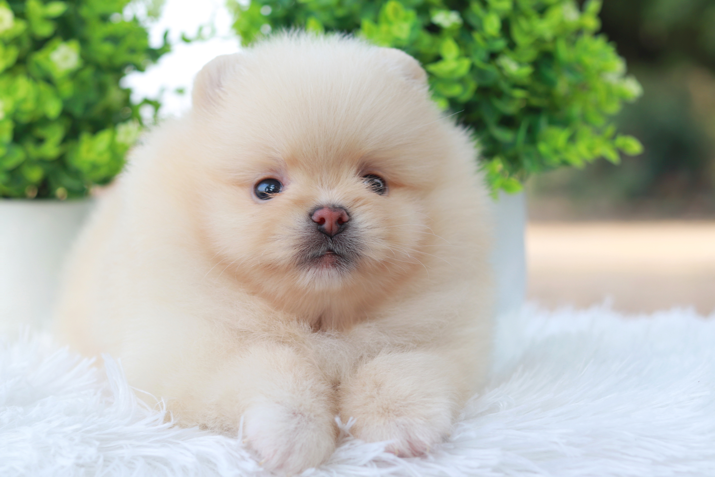 ปอมเมอเรเนียน เพศเมีย