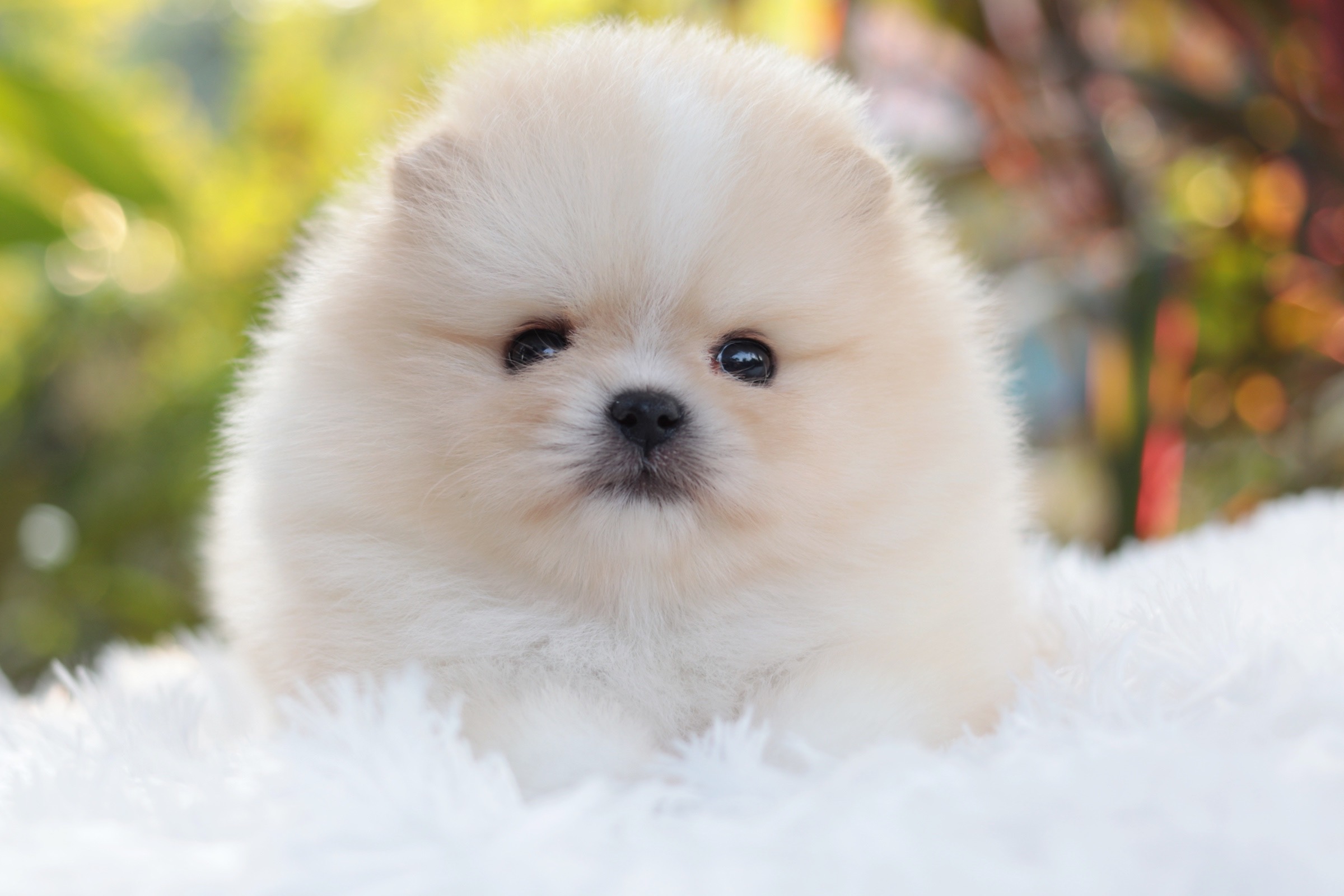 ปอมเมอเรเนียน เพศเมียสีครีม