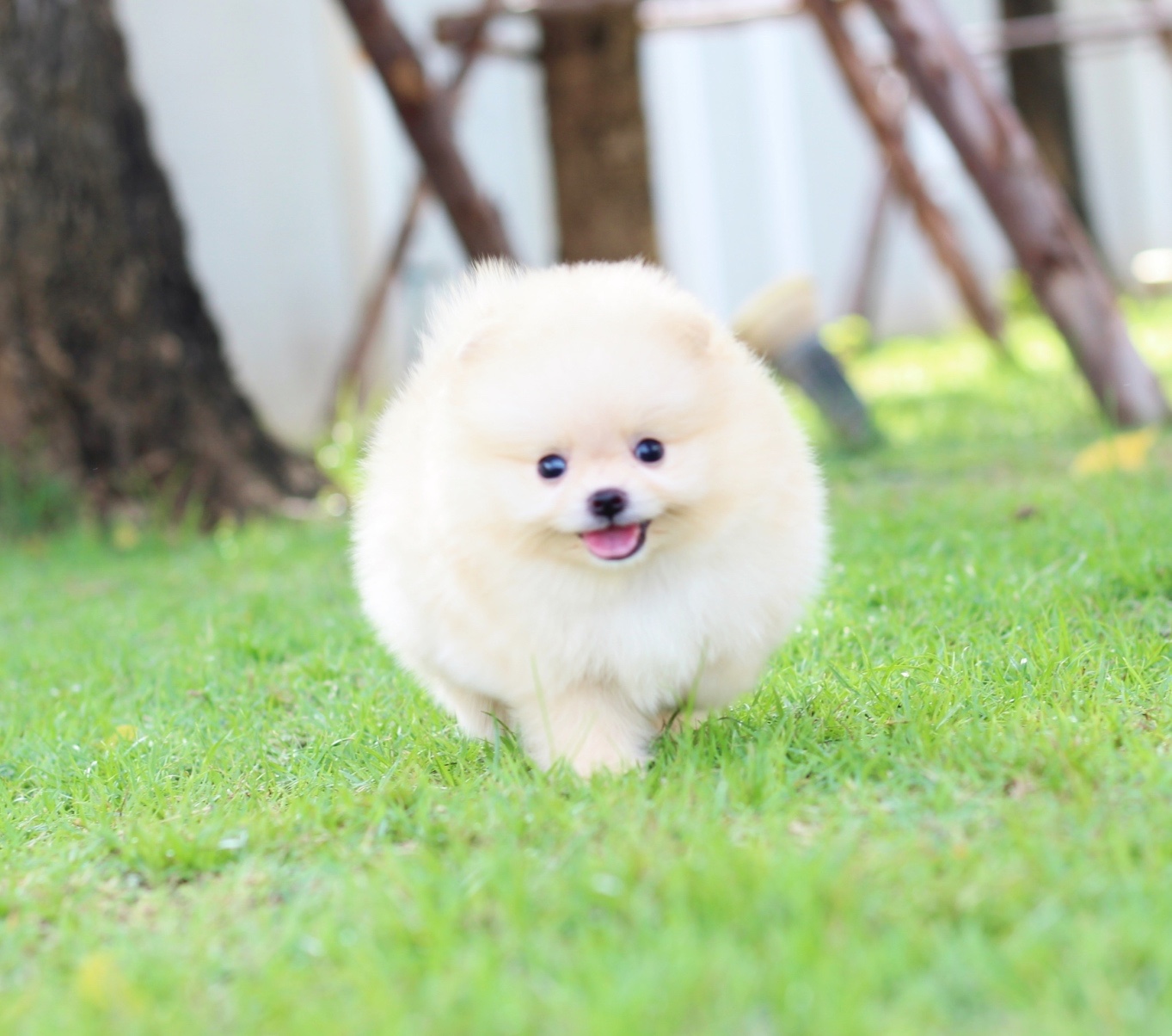 ปอมเมอเรเนียน เพศผู้สีครีมเกรดโชว์