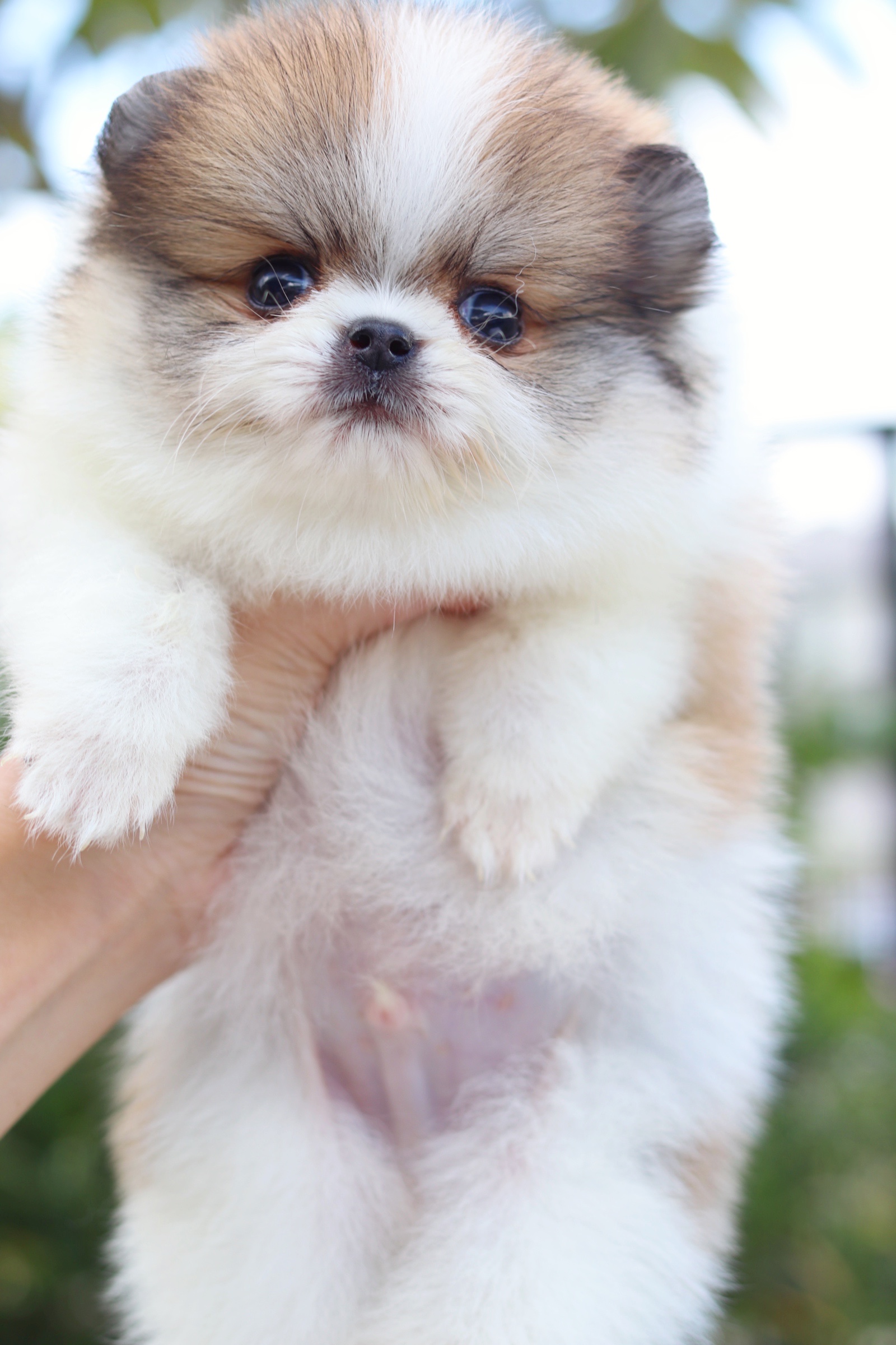 ปอมเมอเรเนียน เพศผู้ สีแฟนซี ไซส์เล็ก