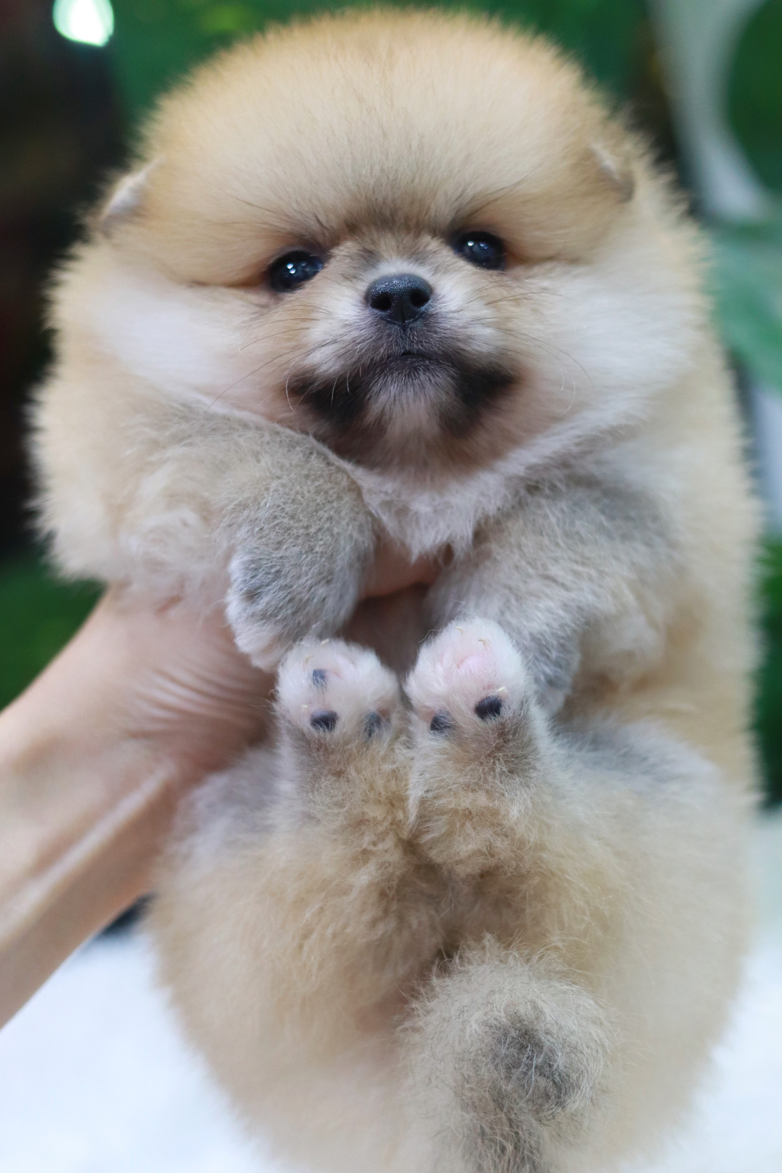 ปอมเมอเรเนียน เพศเมีย สีส้ม