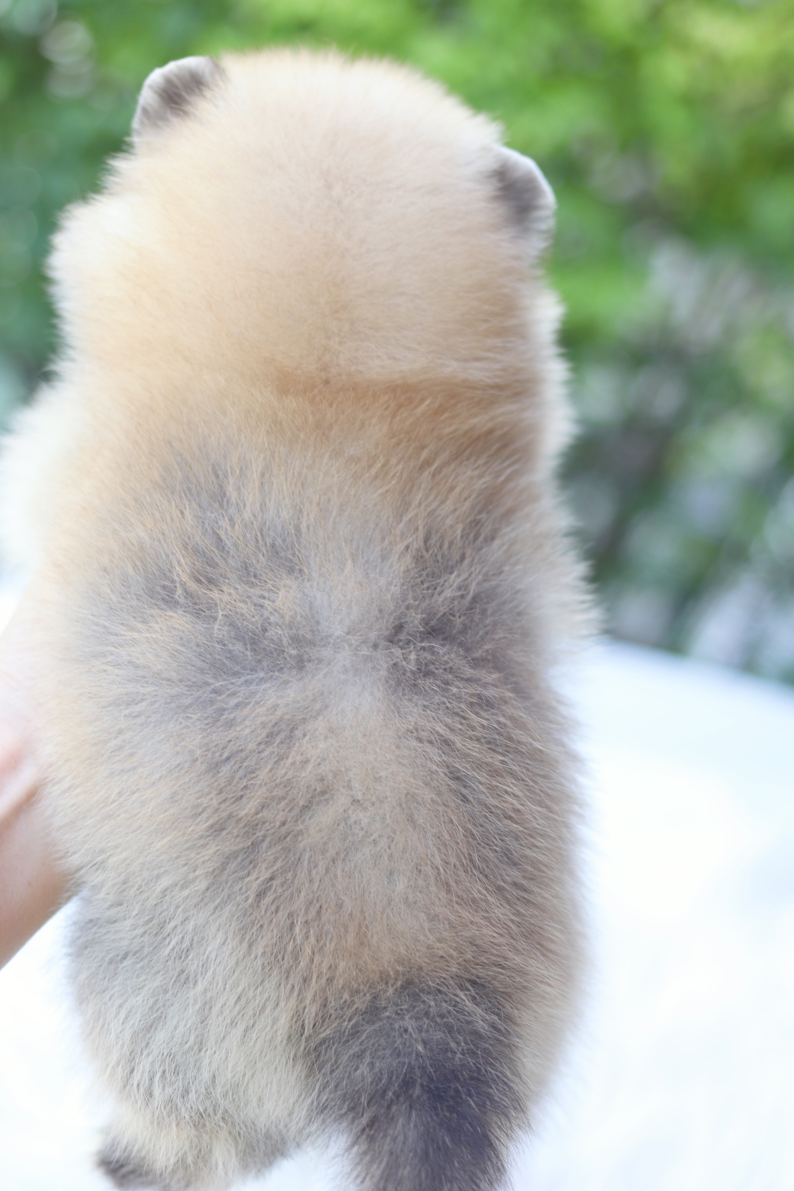 ปอมเมอเรเนียน เพศผู้สีส้ม