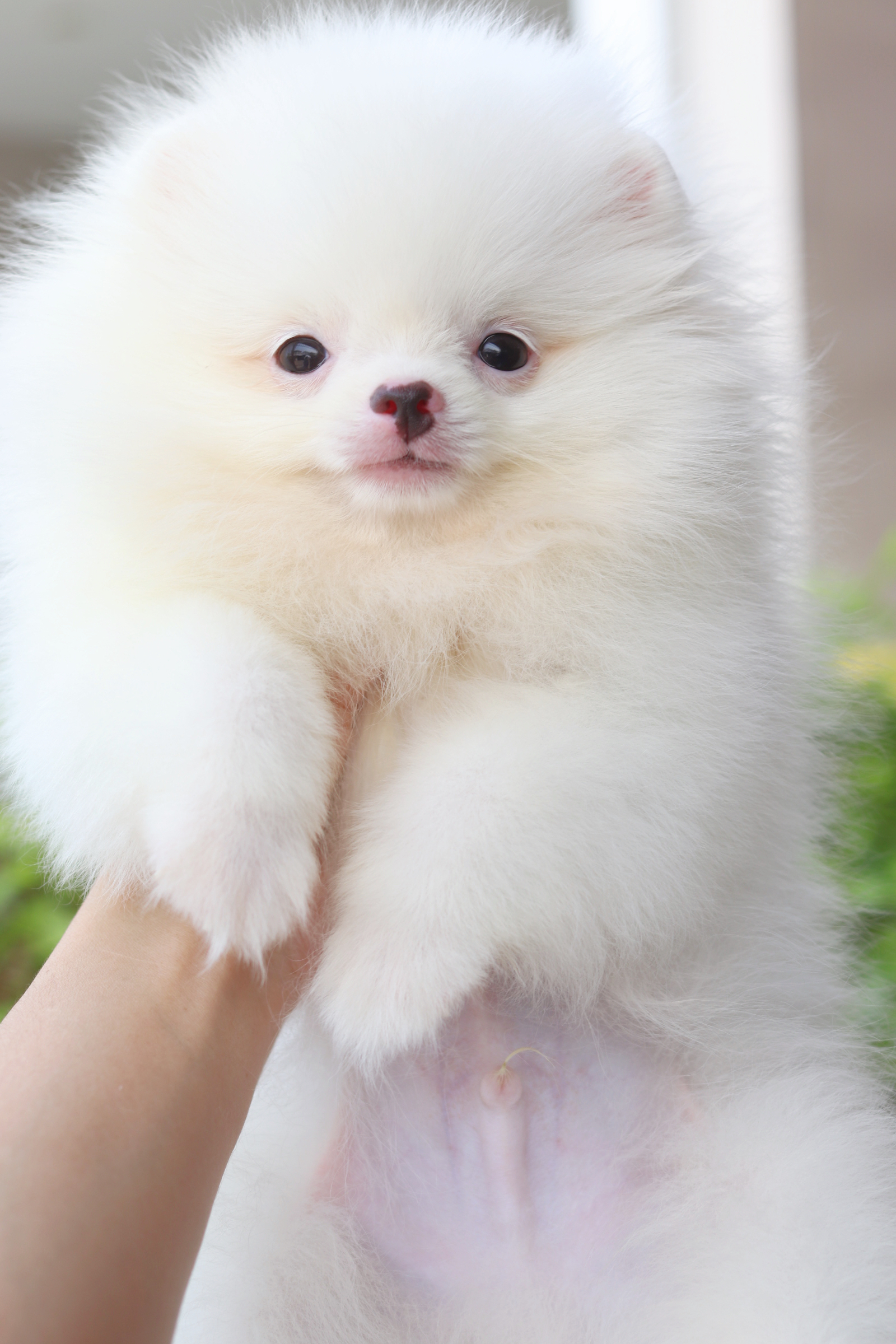 ปอมเมอเรเนียน เพศผู้สีขาวครีม