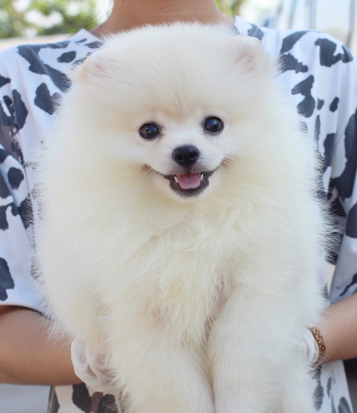 ปอมเมอเรเนียน เพศผู้ สีขาวครีม