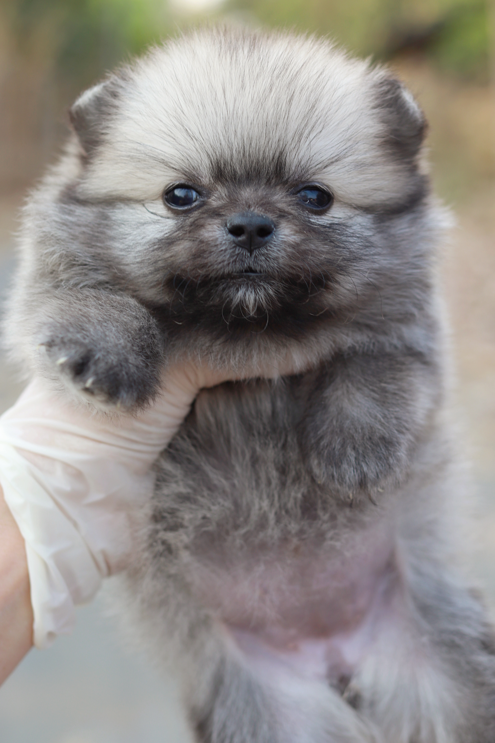 ปอมเมอเรเนียน เพศเมีย