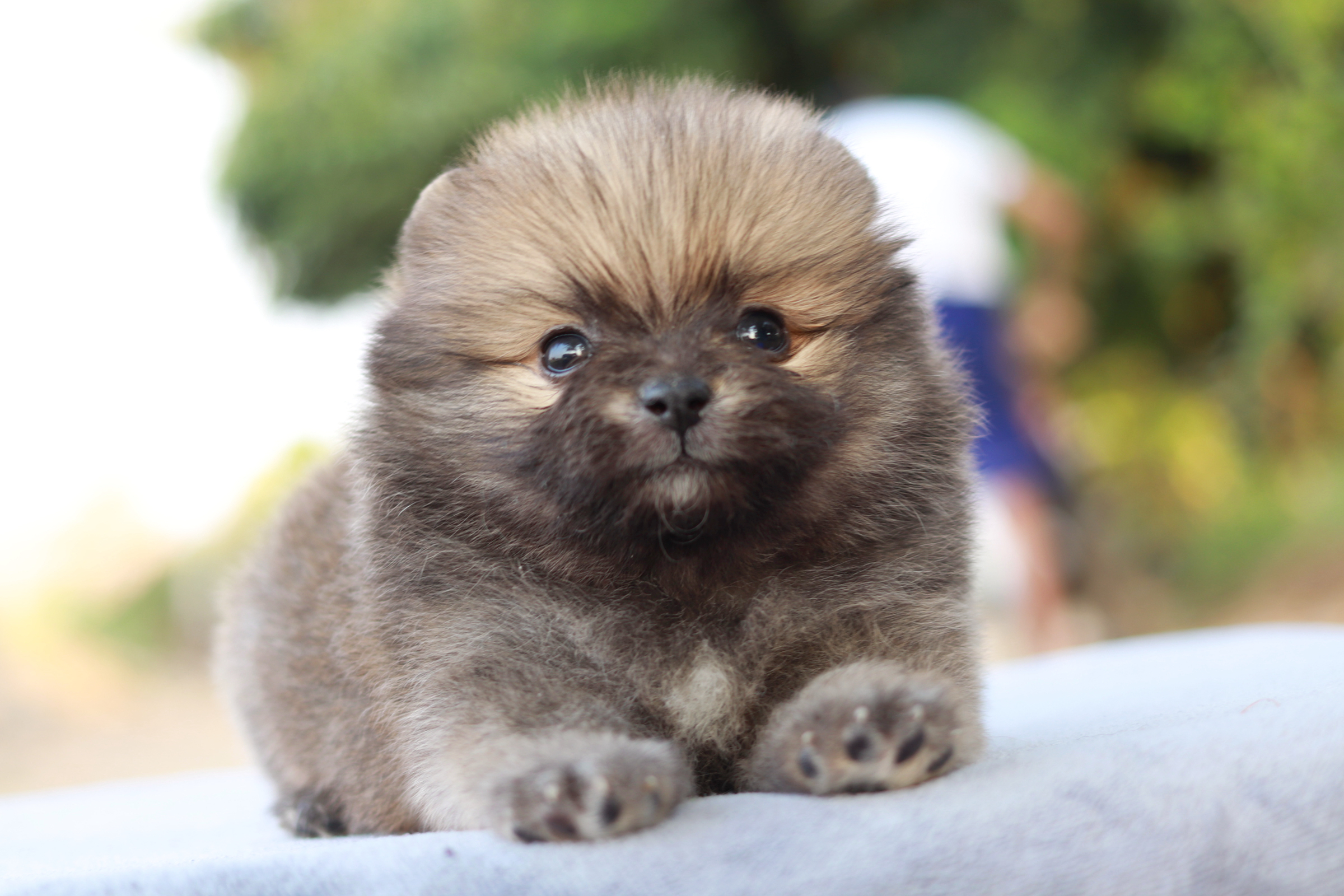 ปอมเมอเรเนียน เพศผู้