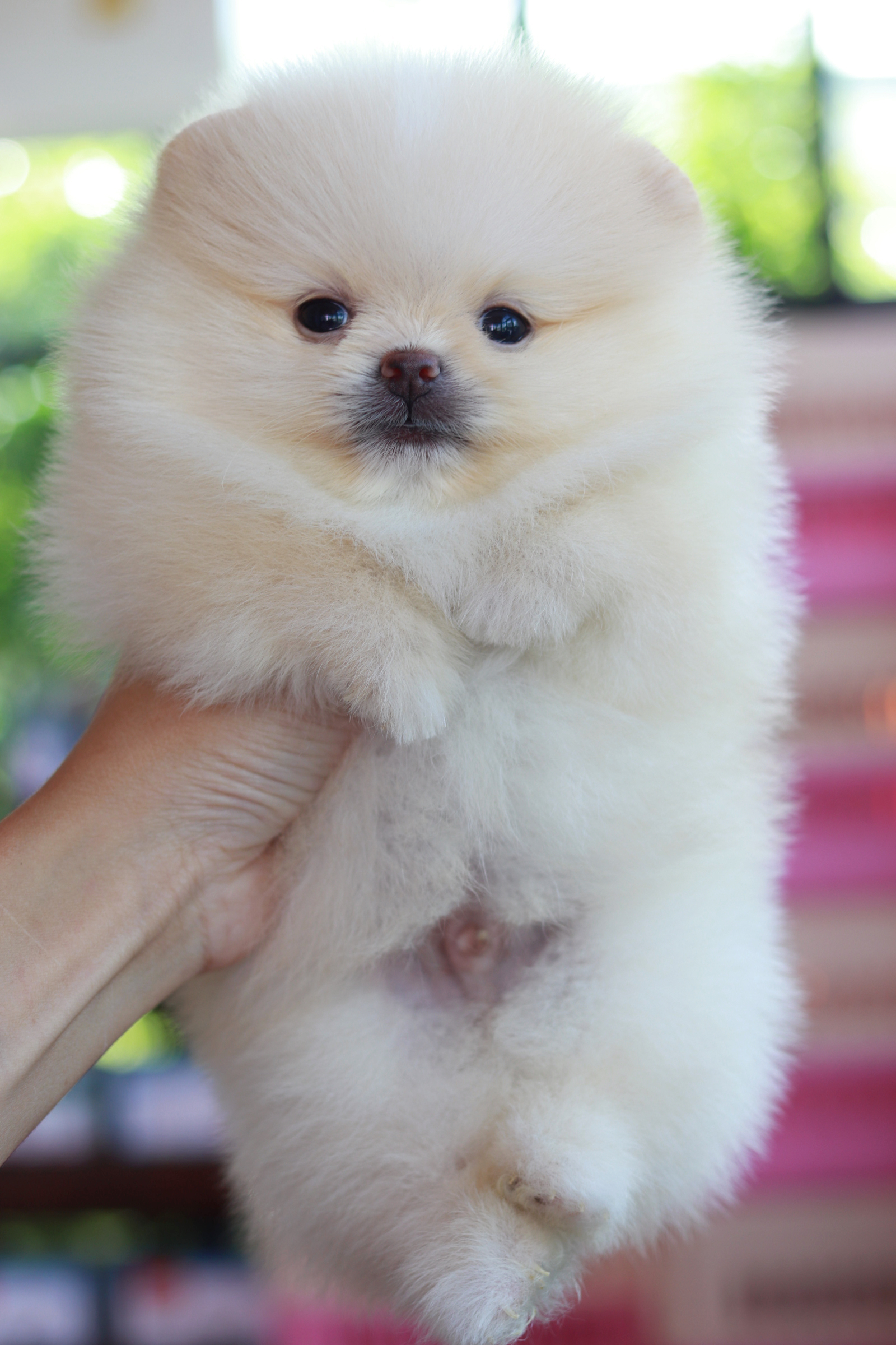 ปอมเมอเรเนียน เพศผู้ สีขาวครีม