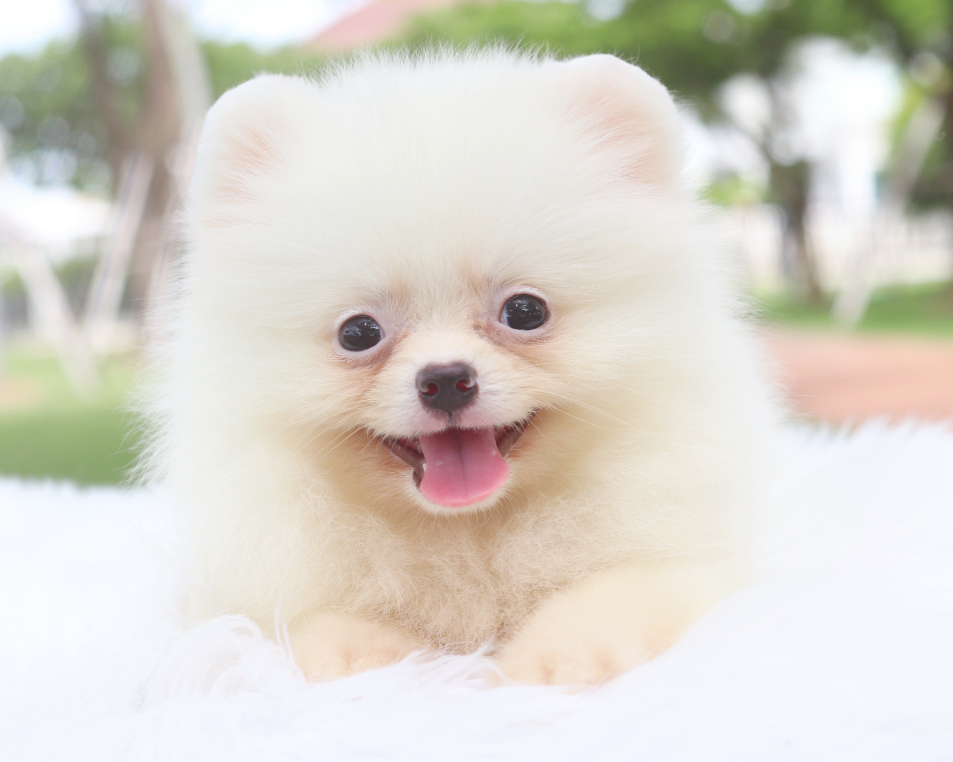 ปอมเมอเรเนียน เพศผู้สีขาว