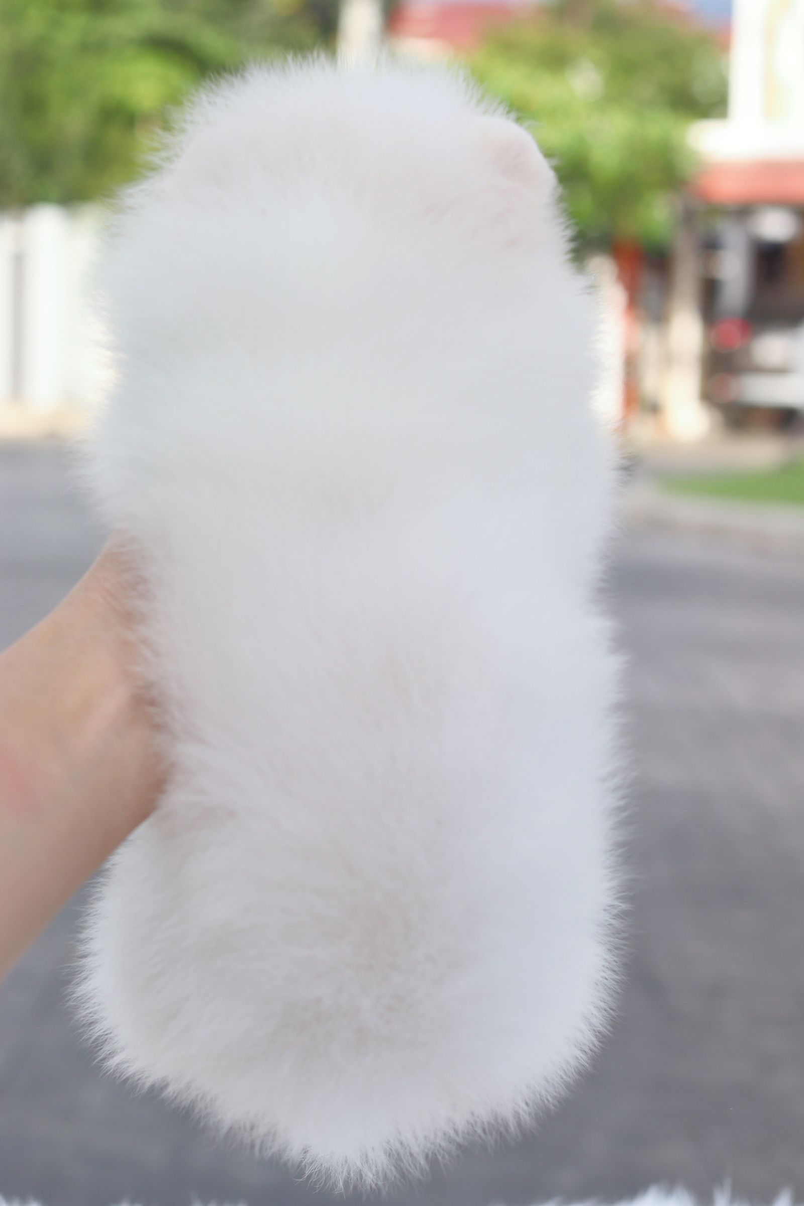 ปอมเมอเรเนียน เพศเมียสีขาวครีม