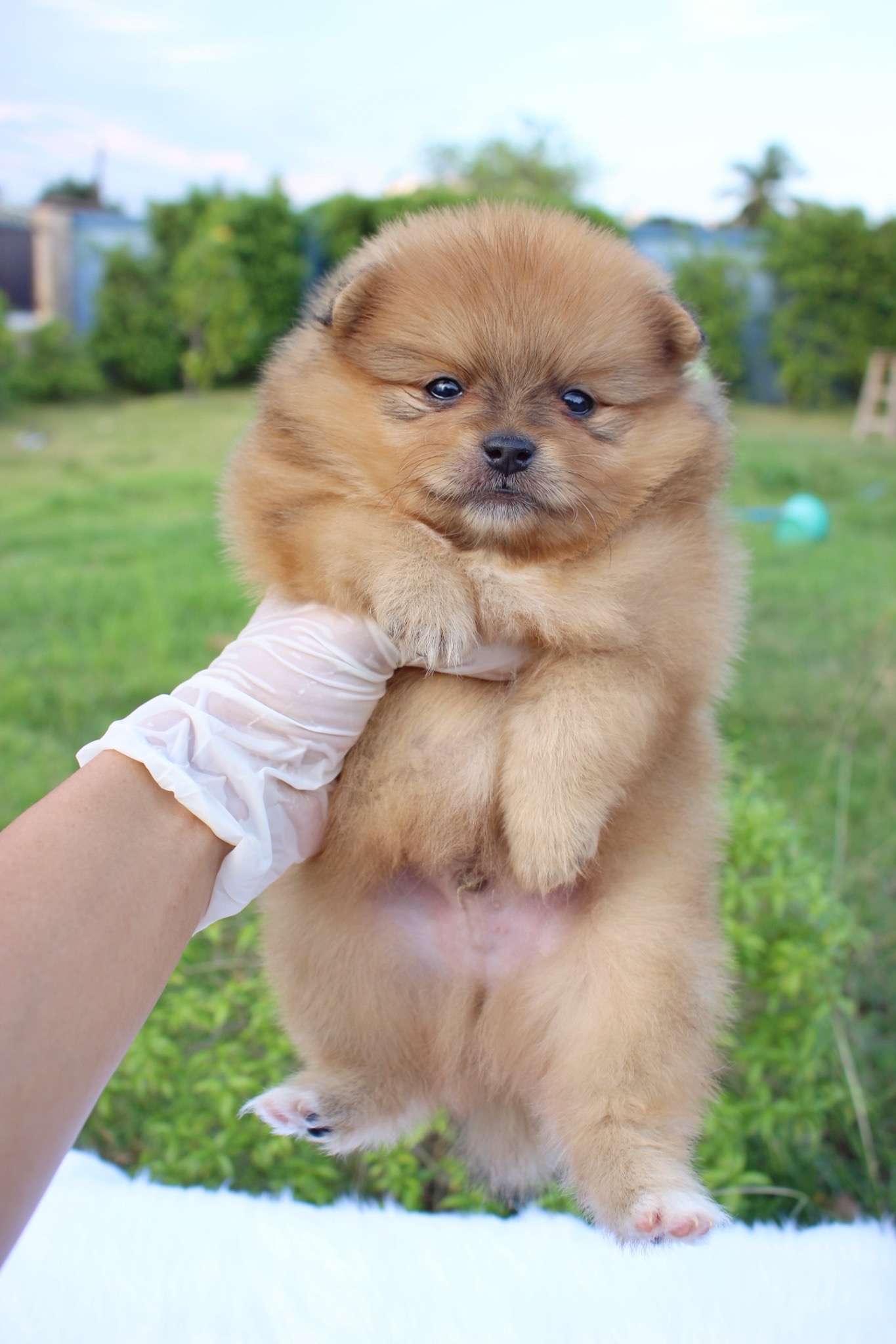 ปอมเมอเรเนียน เพศผู้ สีส้ม