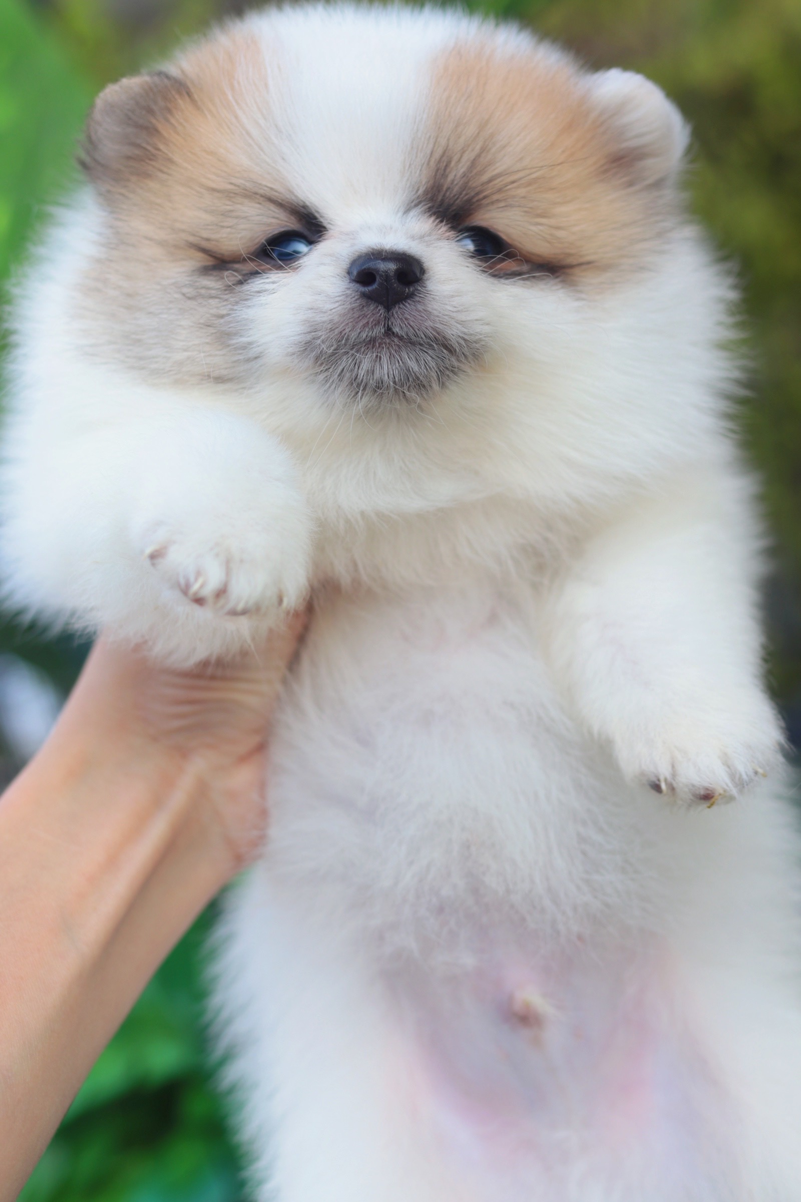 ปอมเมอเรเนียน เพศผู้ สีแฟนซี