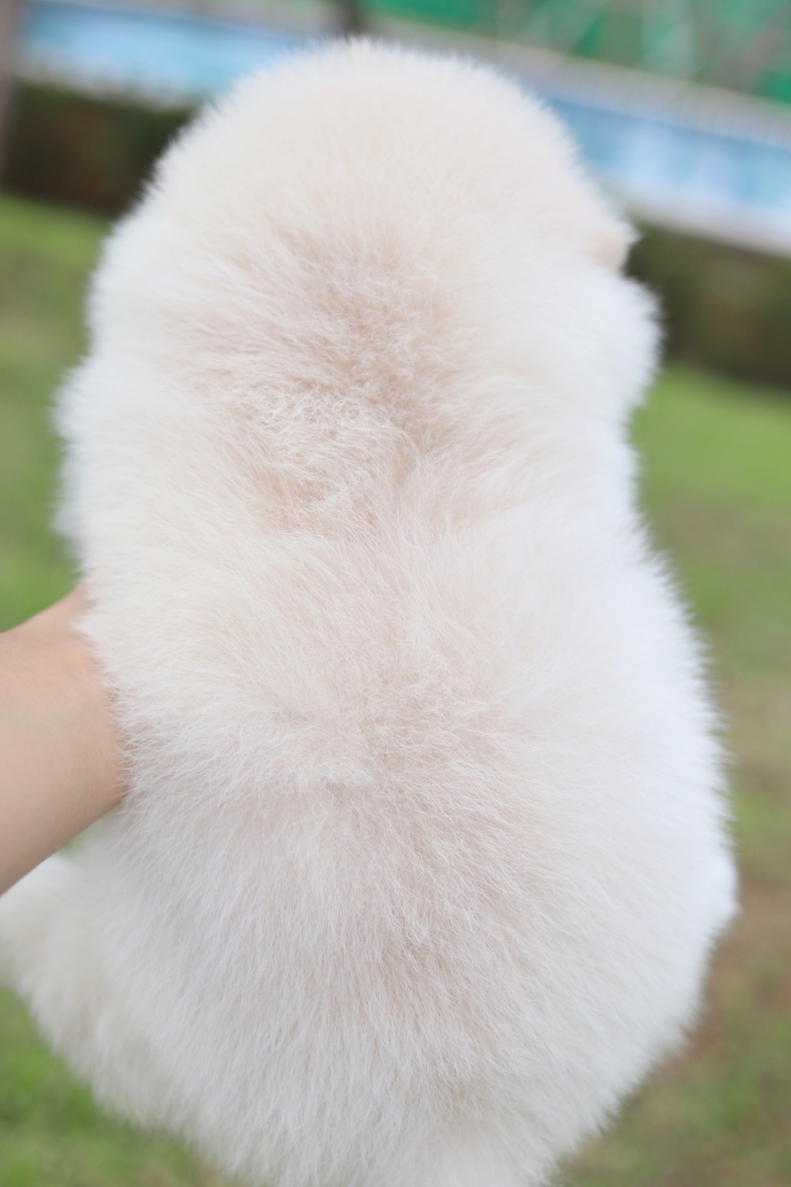 ปอมเมอเรเนียน เพศเมียสีครีม