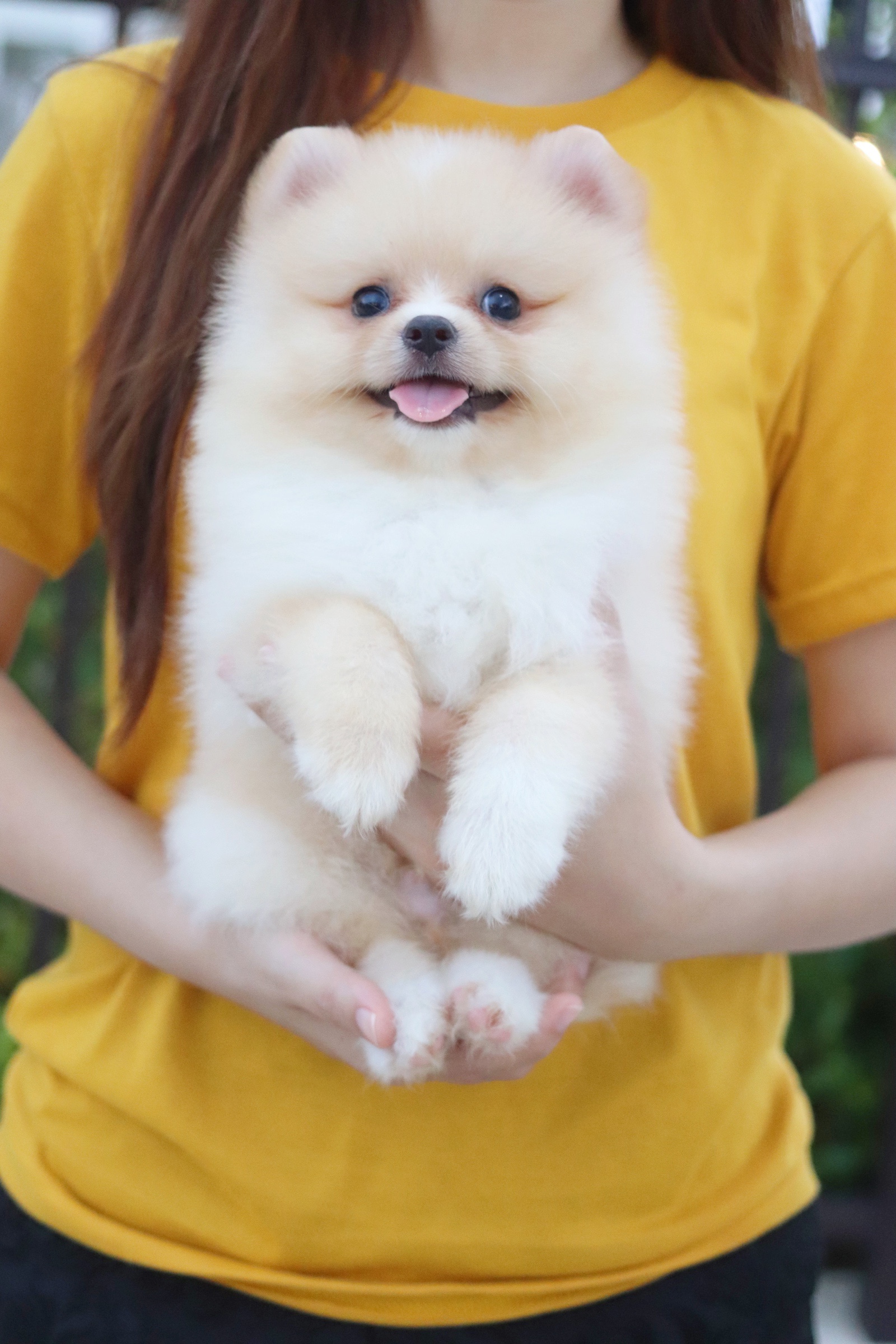 ปอมเมอเรเนียน เพศผู้ สีครีม