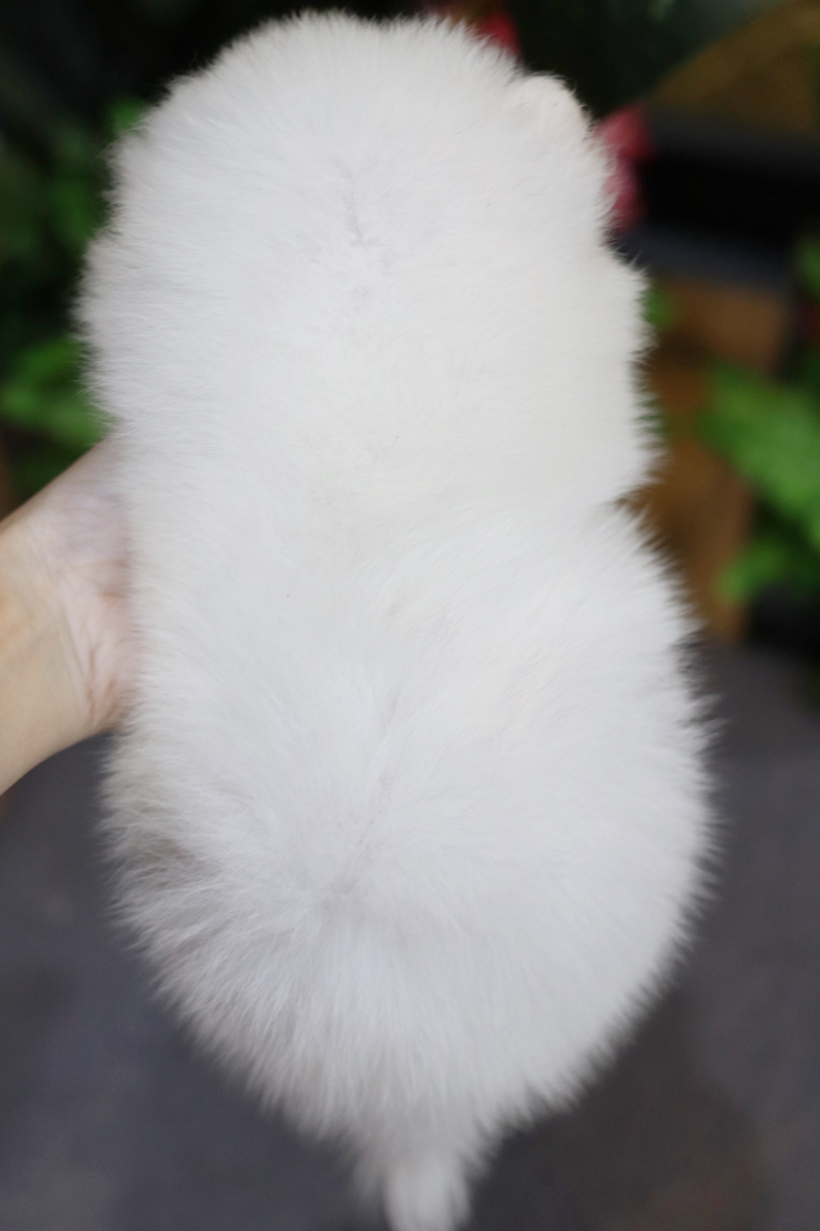 ปอมเมอเรเนียน เพศเมียขาวครีมหน้าฟ็อก