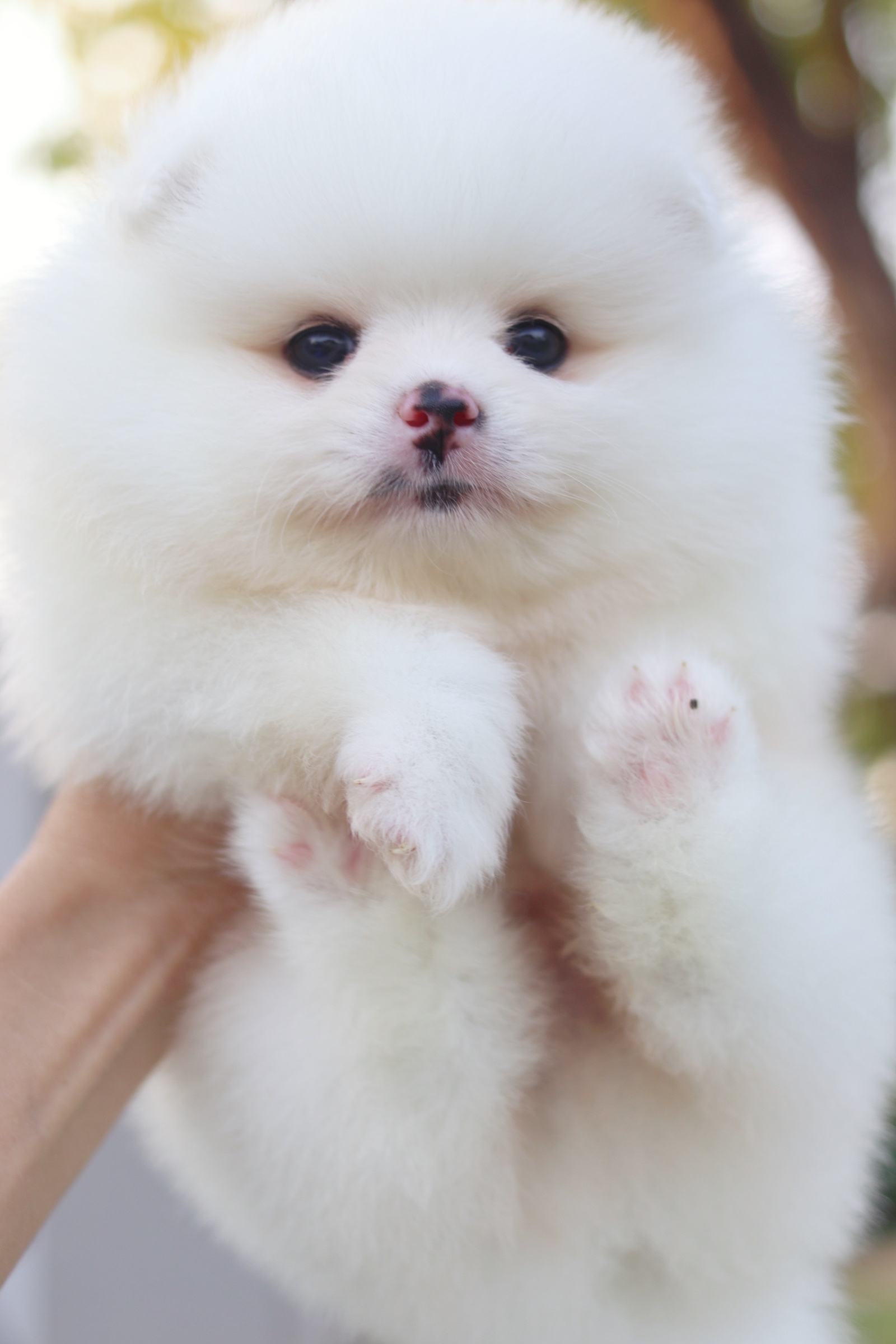 ปอมเมอเรเนียน เพศผู้ ขาวครีม