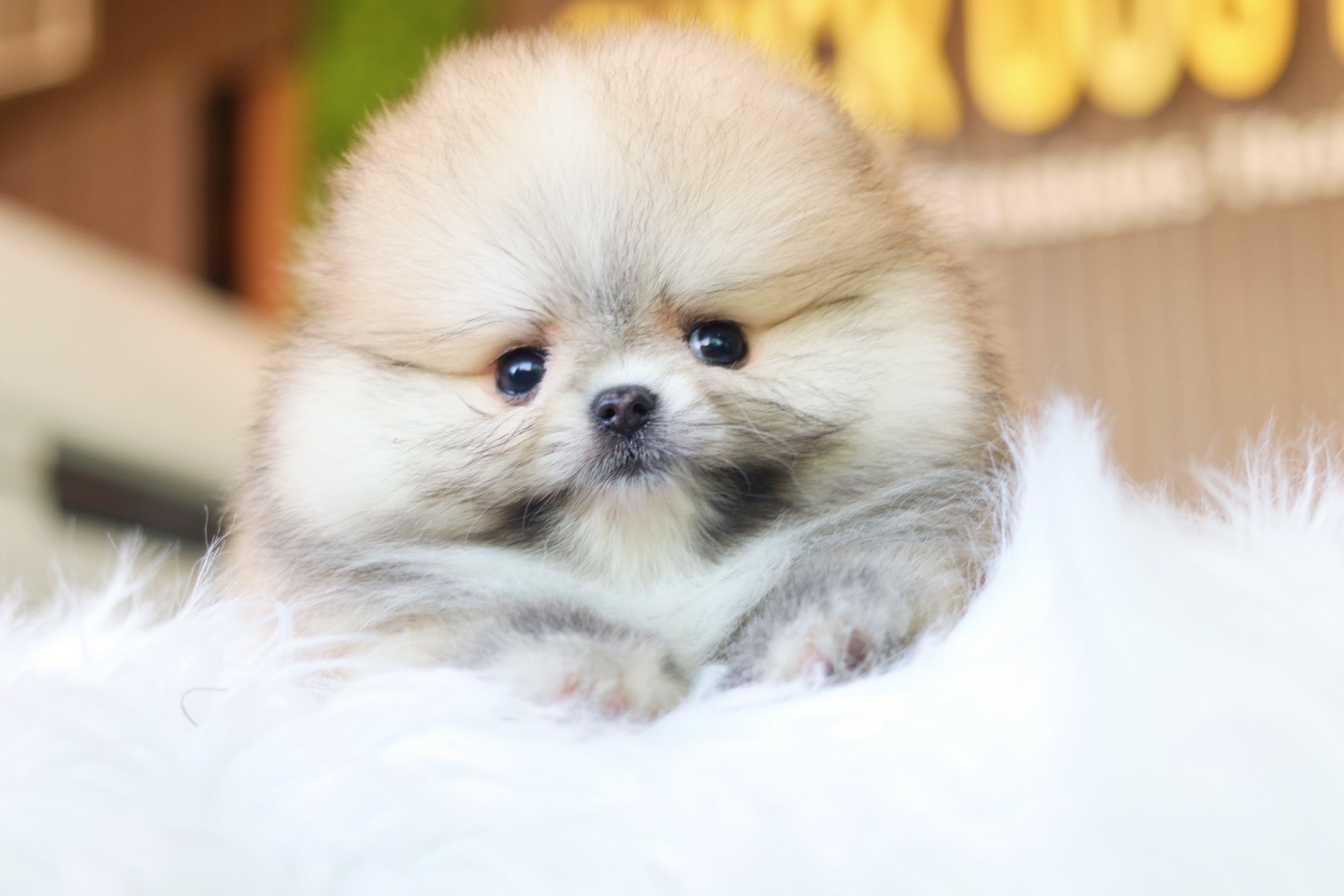 ปอมเมอเรเนียน เพศเมียสีส้ม เกรดโชว์