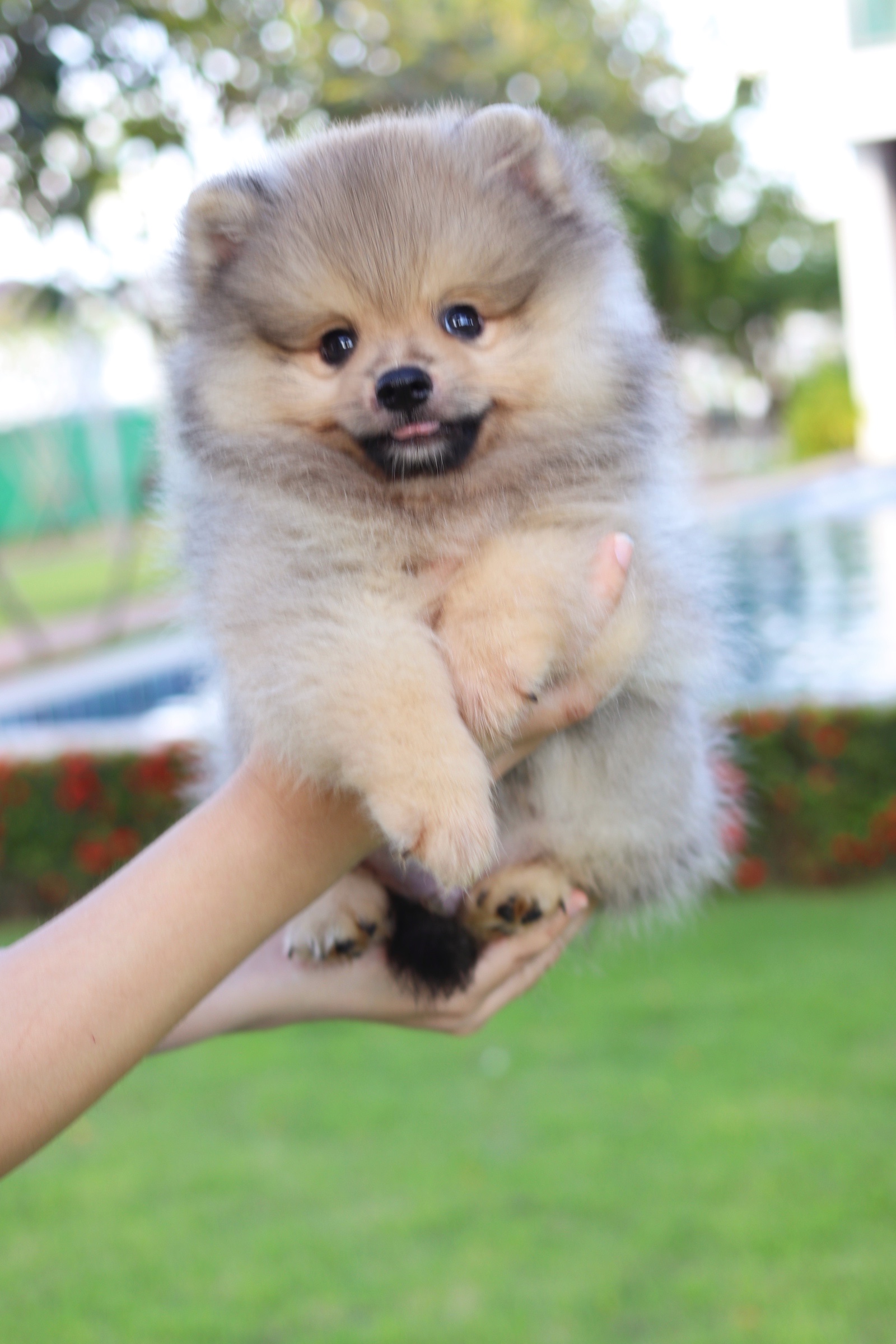 ปอมเมอเรเนียน เพศผู้ สีส้ม