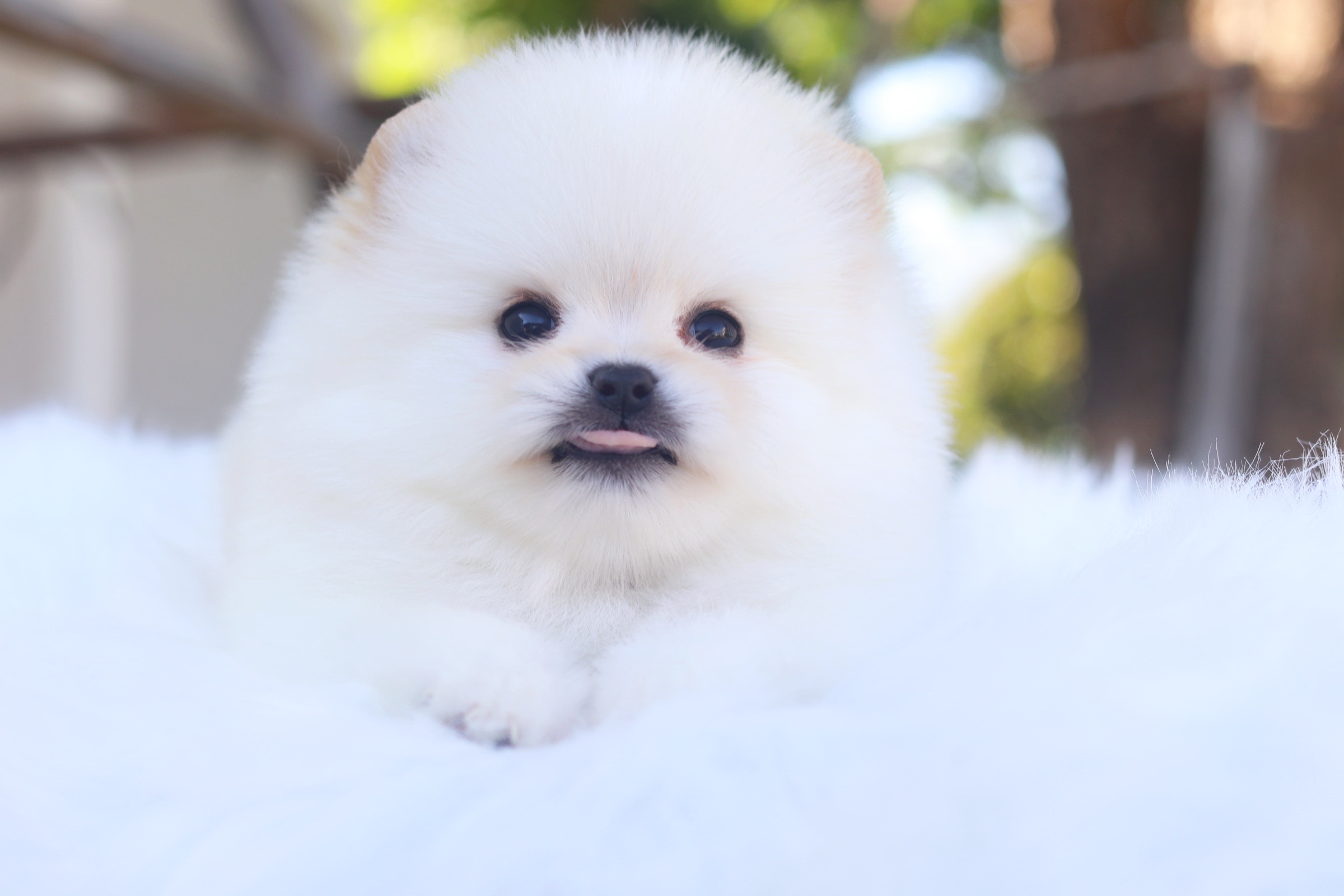 ปอมเมอเรเนียน เพศผู้ สีขาวครีม ไซส์เล็กเกรดโชว์