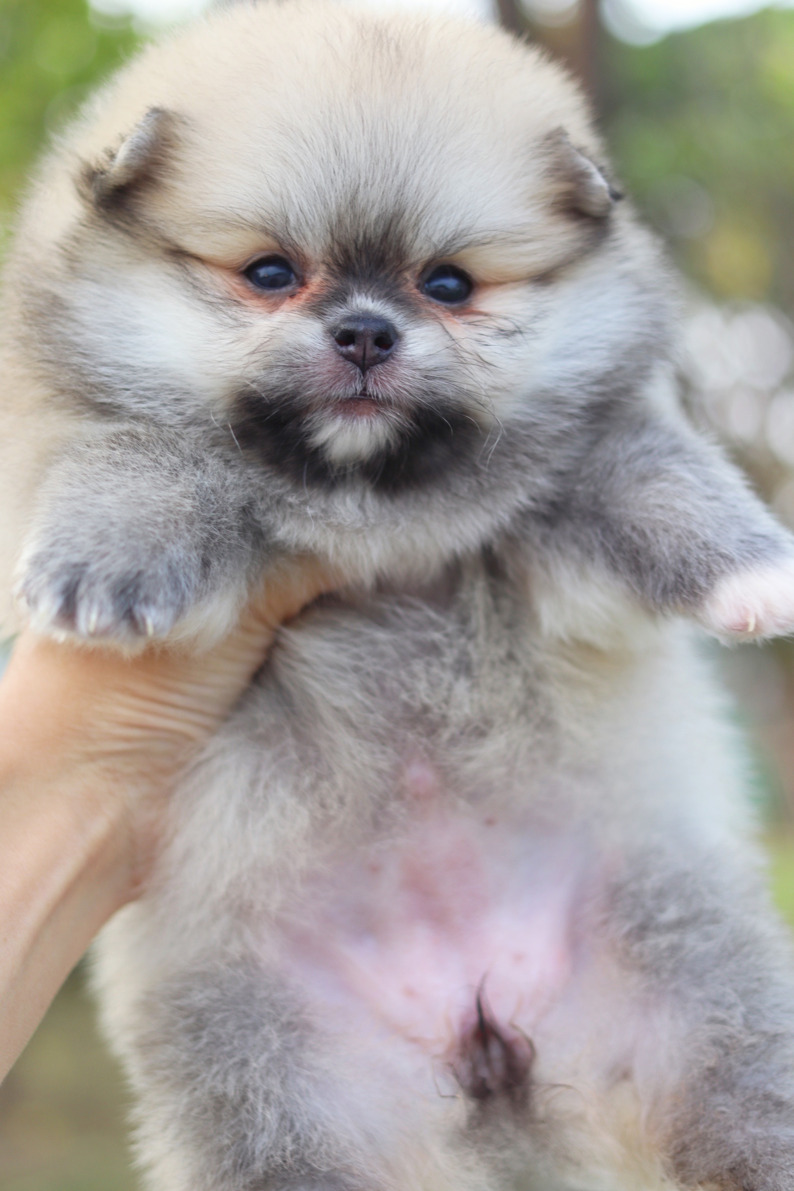 ปอมเมอเรเนียน เพศเมียสีส้ม