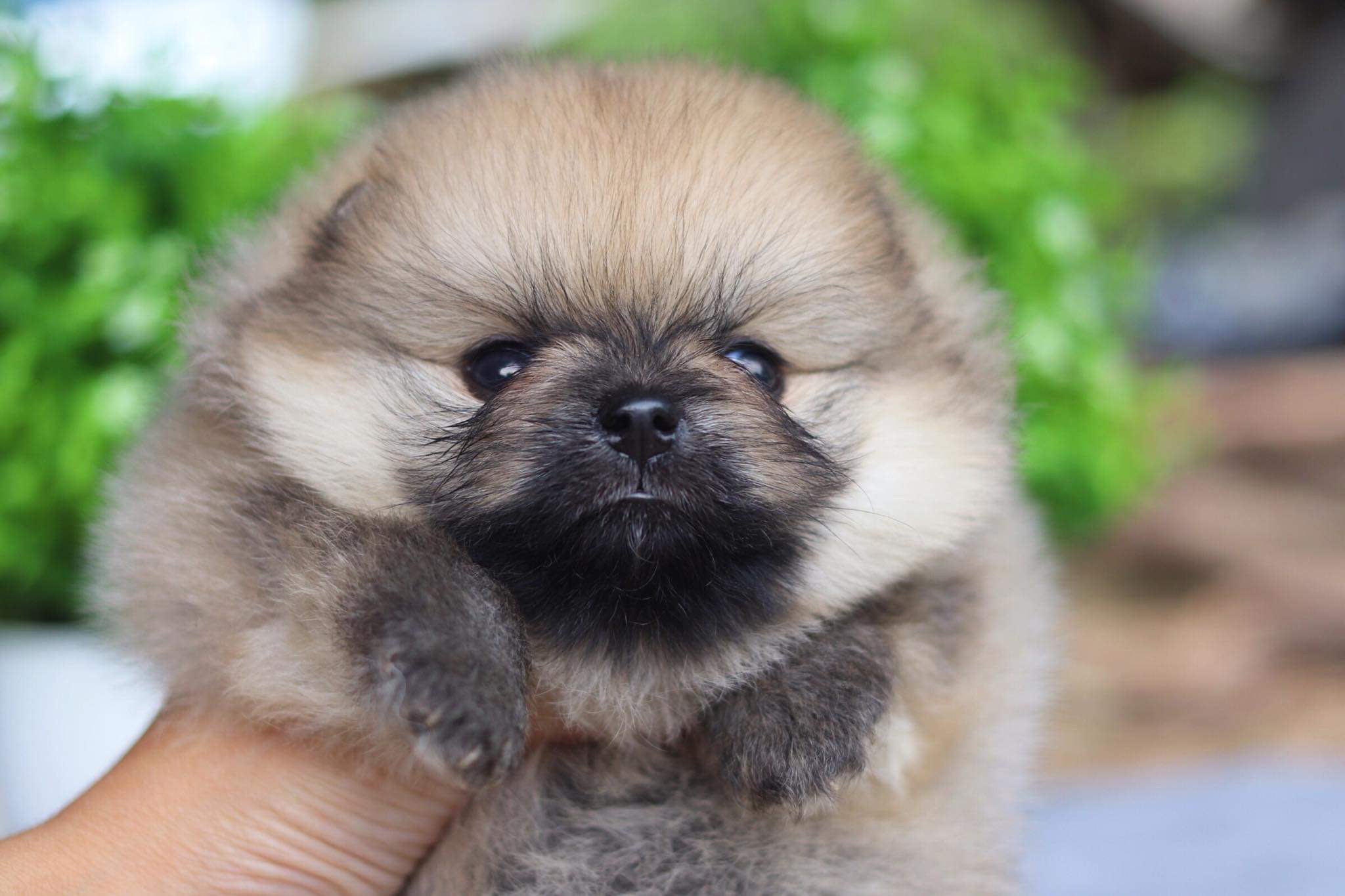 ปอมเมอเรเนียน เพศเมีย