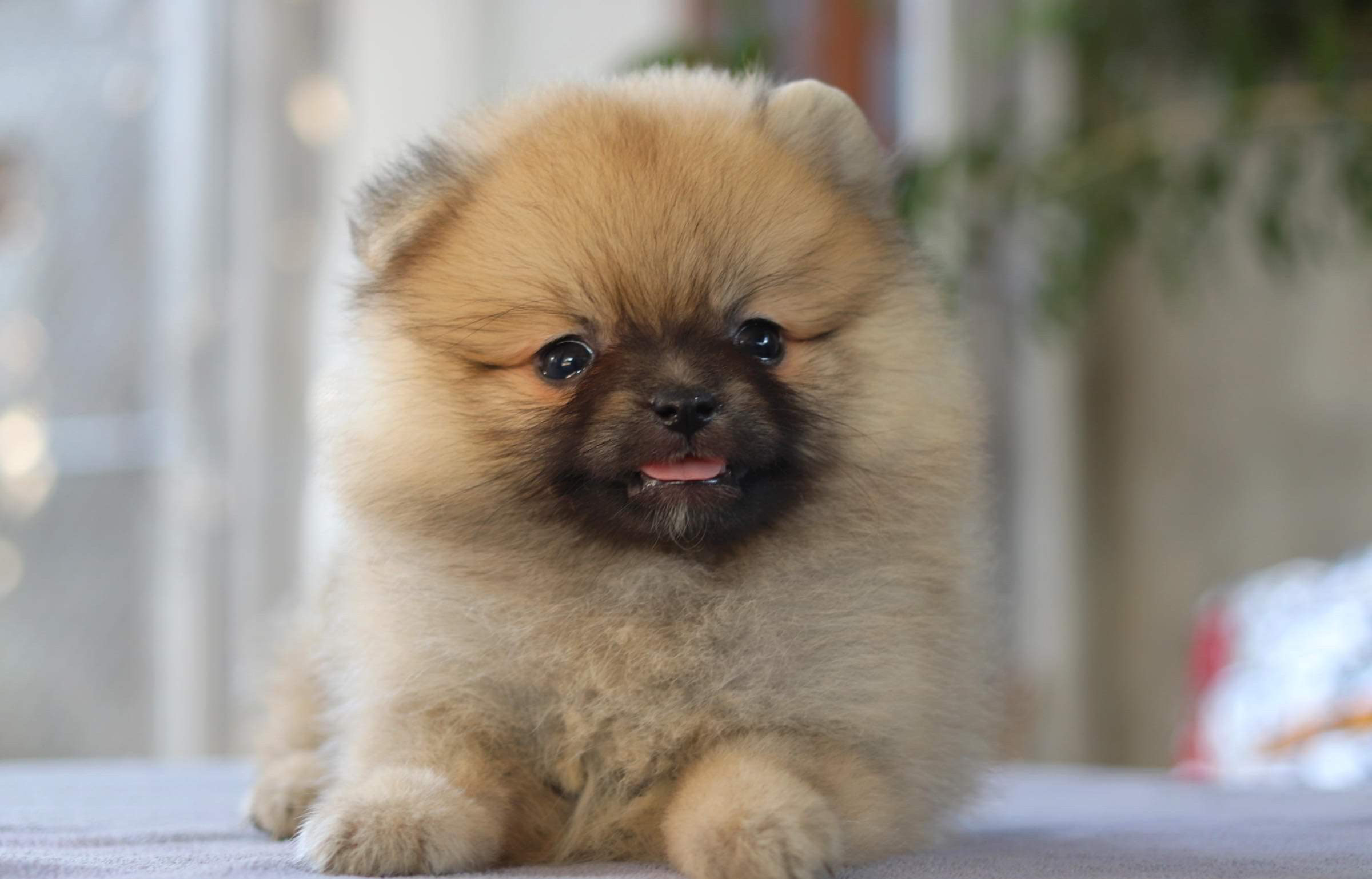 ปอมเมอเรเนียน เพศเมีย