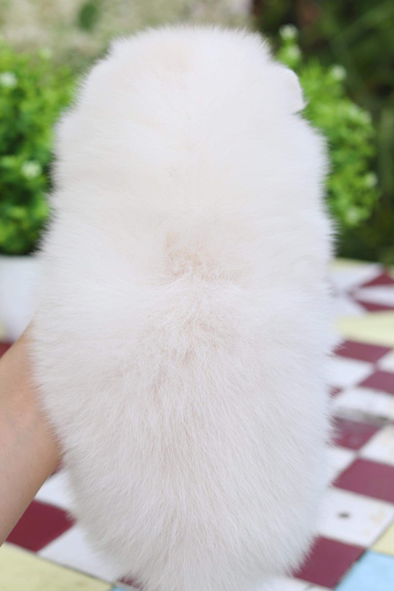 ปอมเมอเรเนียน เพศผู้