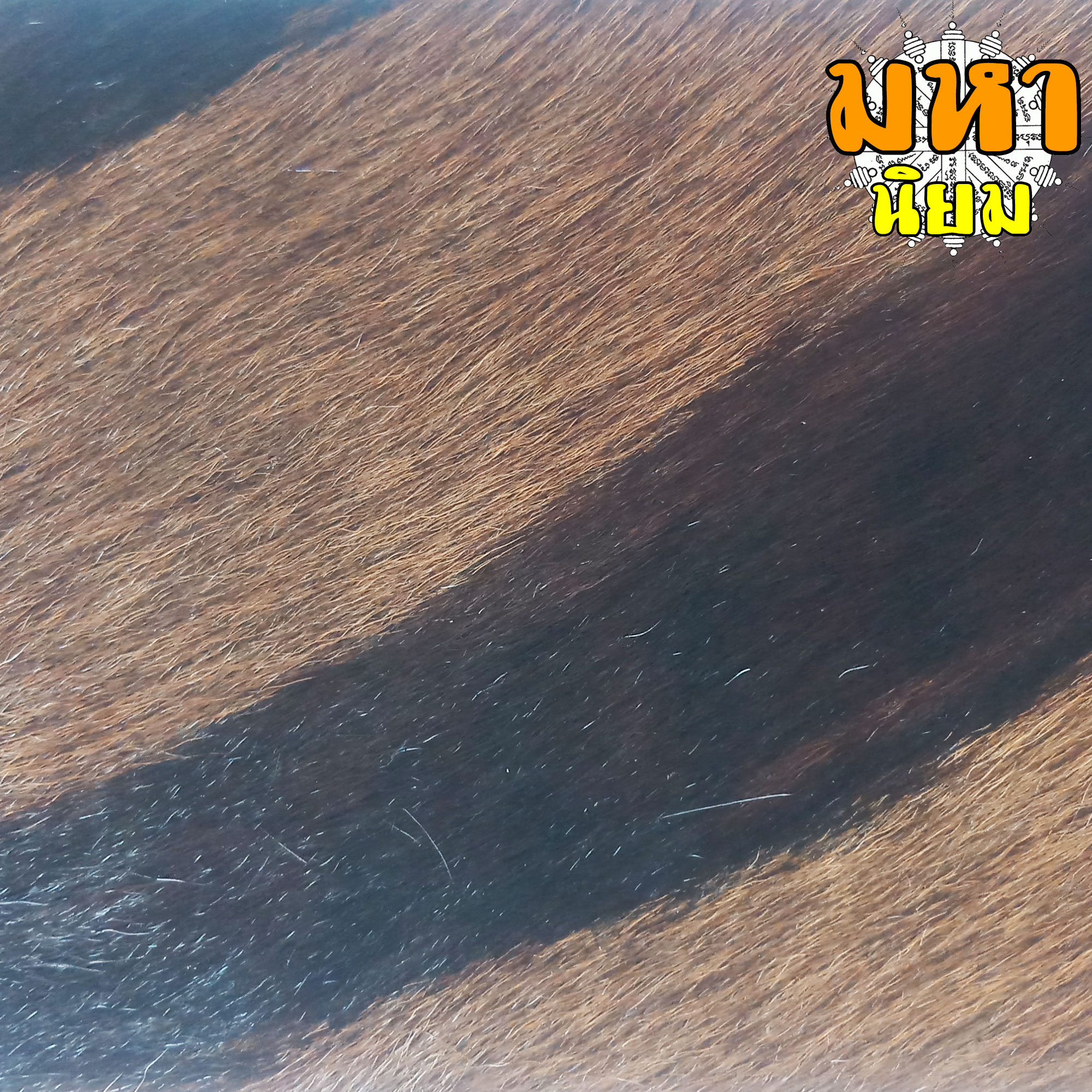 แผ่นหนังเสือ (เสือไฟ) ลงหมึกจารกำกับ ลายเสือหัวขาด หลวงพ่อไฉน วัดคุณากร จ.ขอนแก่น