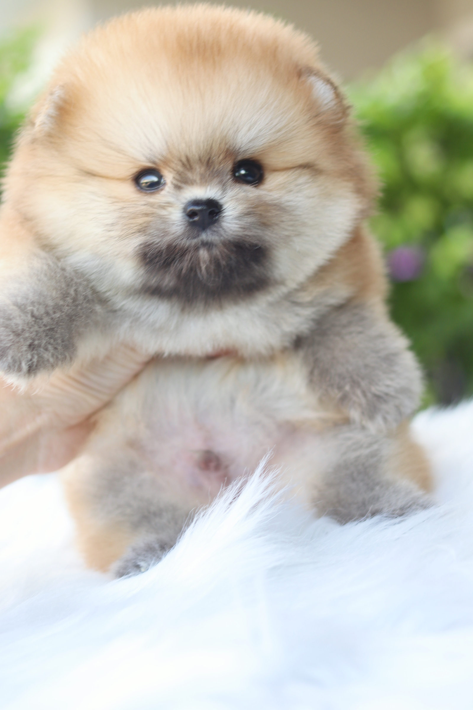 ปอมเมอเรเนียน เพศผู้ สีส้ม เกรดโชว์