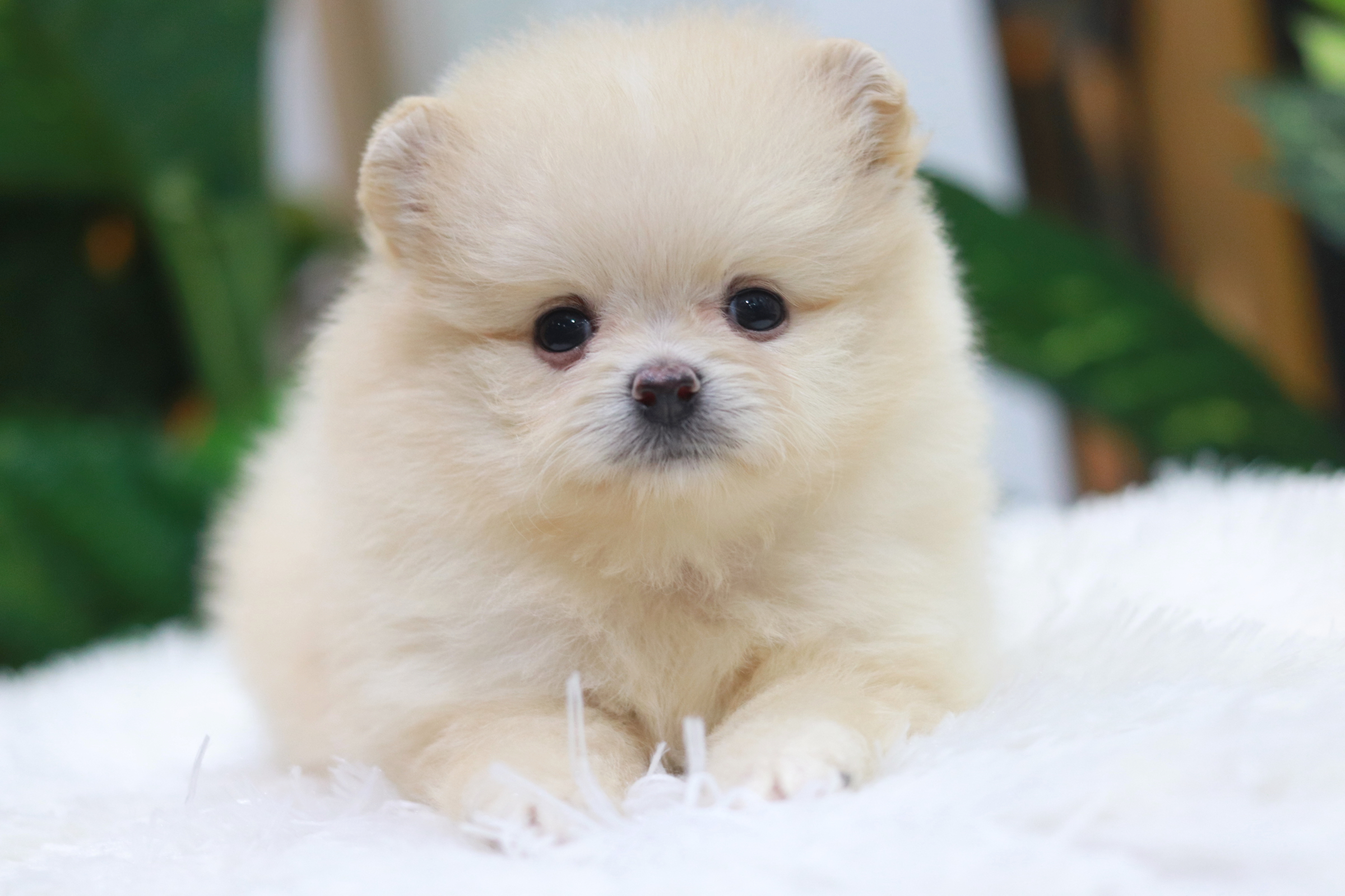 ปอมเมอเรเนียน เพศเมีย