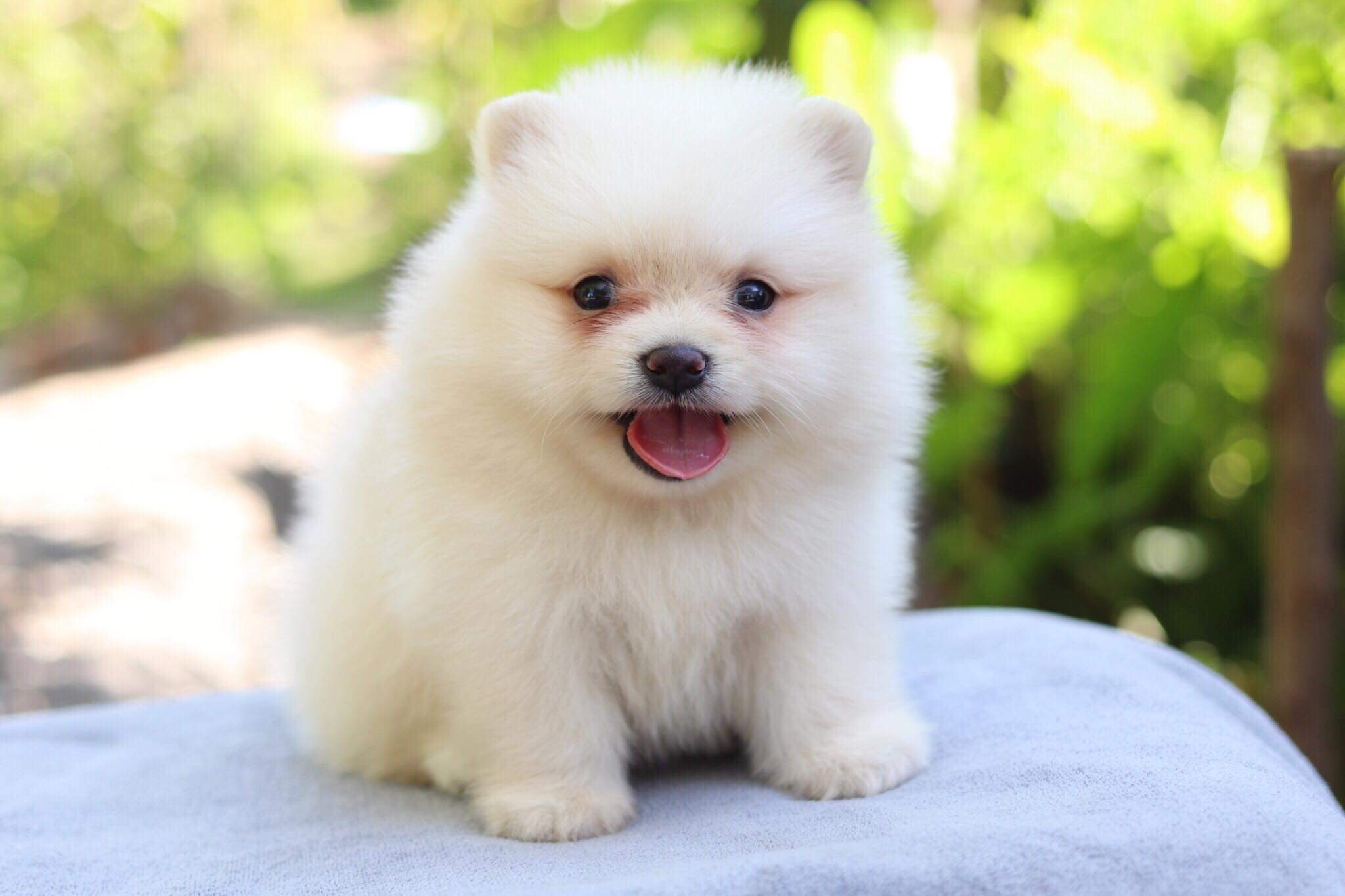 ปอมเมอเรเนียน เพศผู้