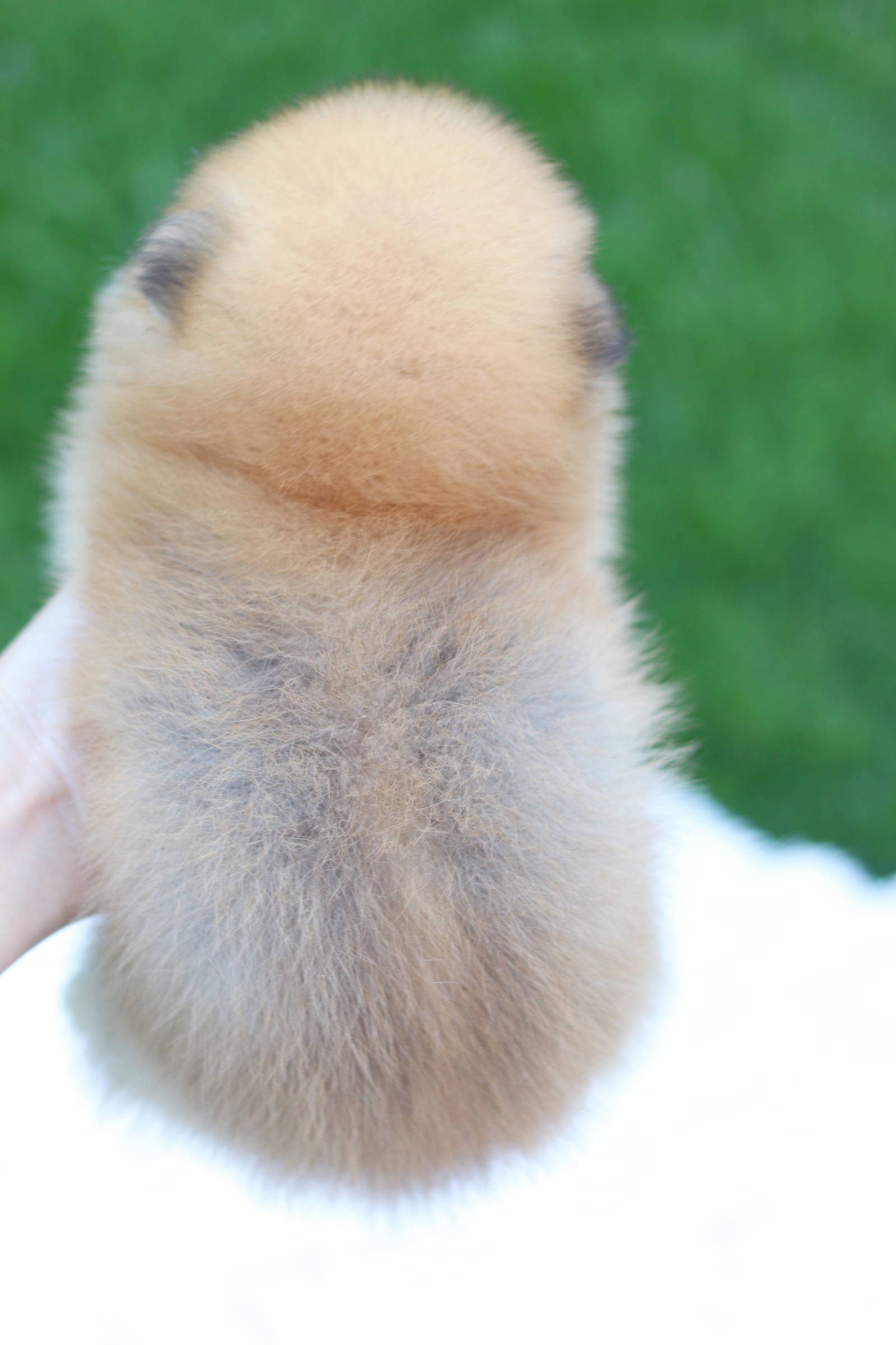 ปอมเมอเรเนียน เพศเมียสีส้ม