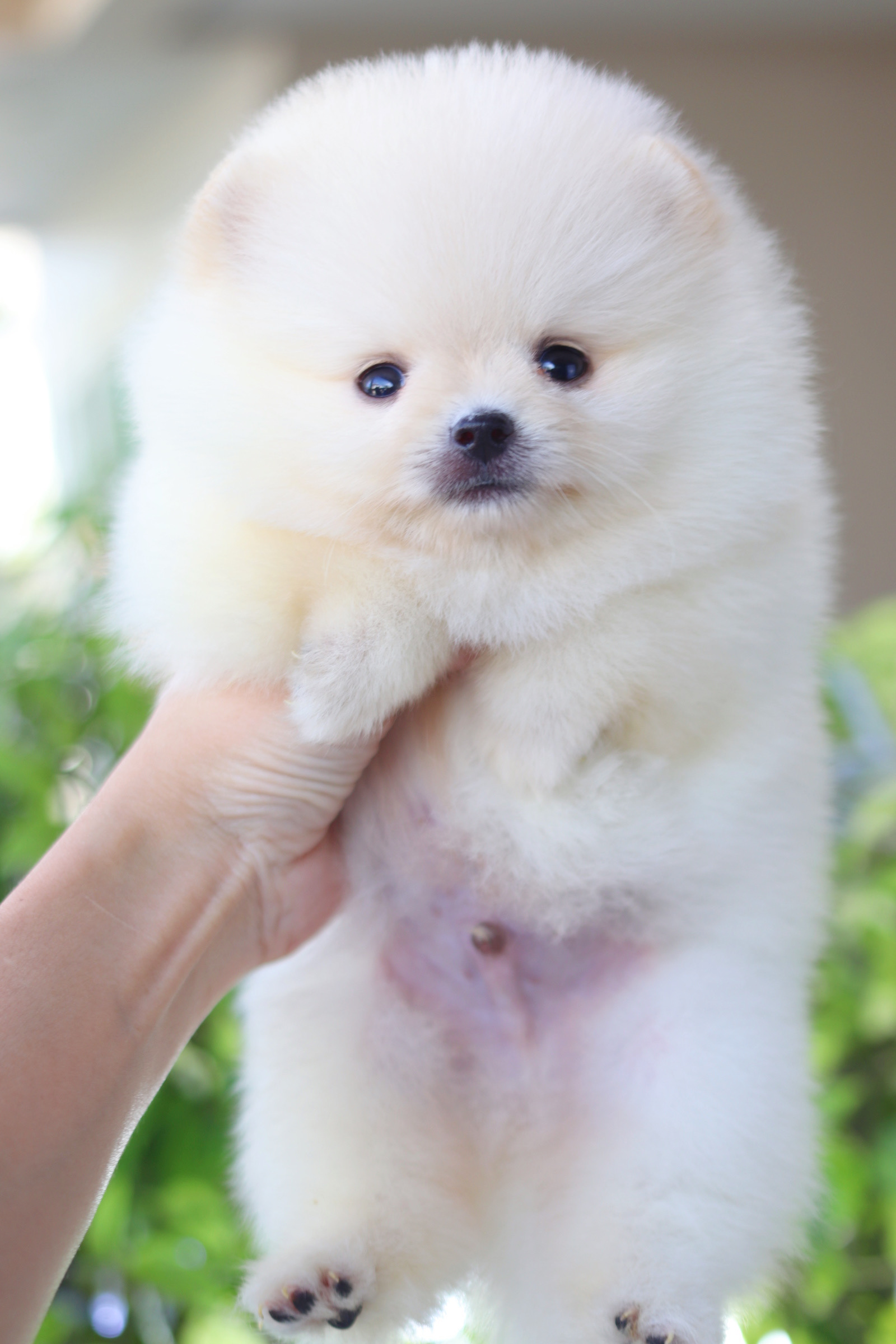 ปอมเมอเรเนียน เพศผู้ สีขาวครีมเกรดโชว์