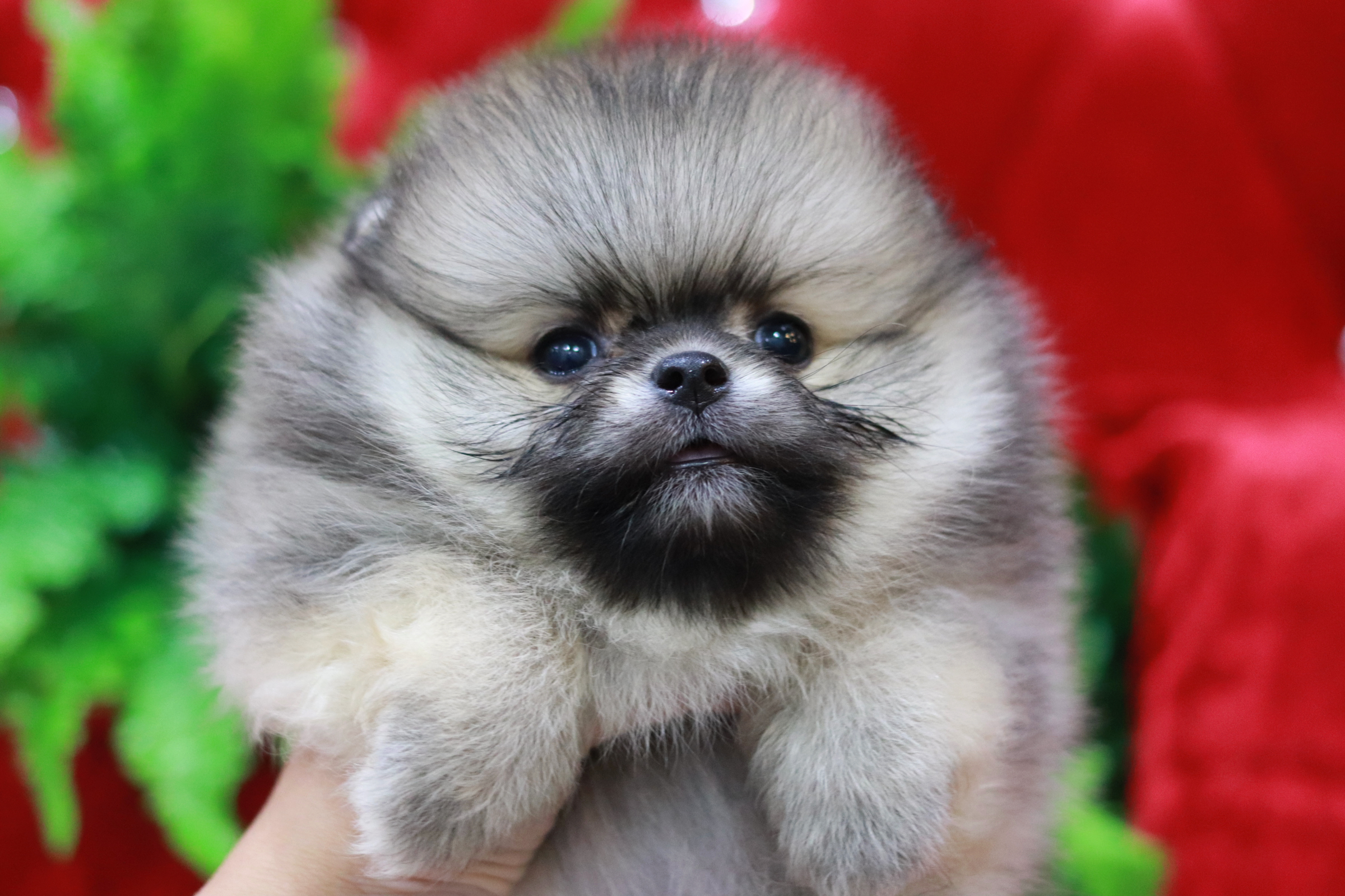 ปอมเมอเรเนียน เพศเมียสีส้มเซเบิ้ลน่าแบ้ววมากกก