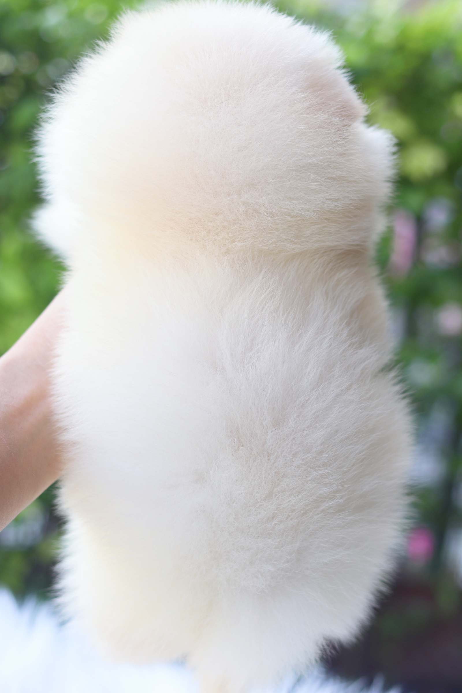 ปอมเมอเรเนียน เพศเมียสีครีม