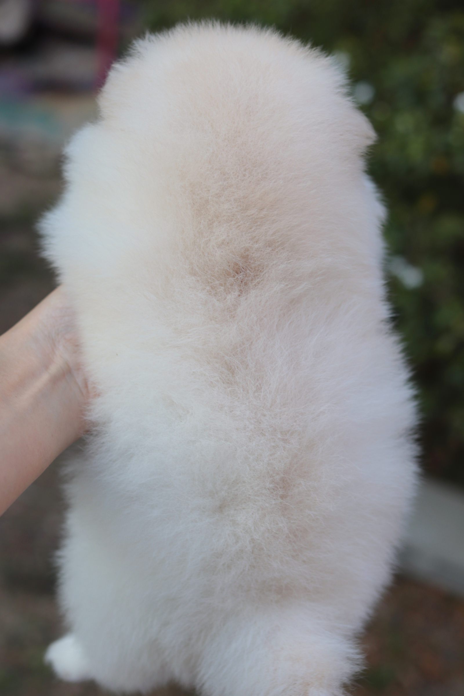 ปอมเมอเรเนียน เพศเมียหน้าตุ๊กตา