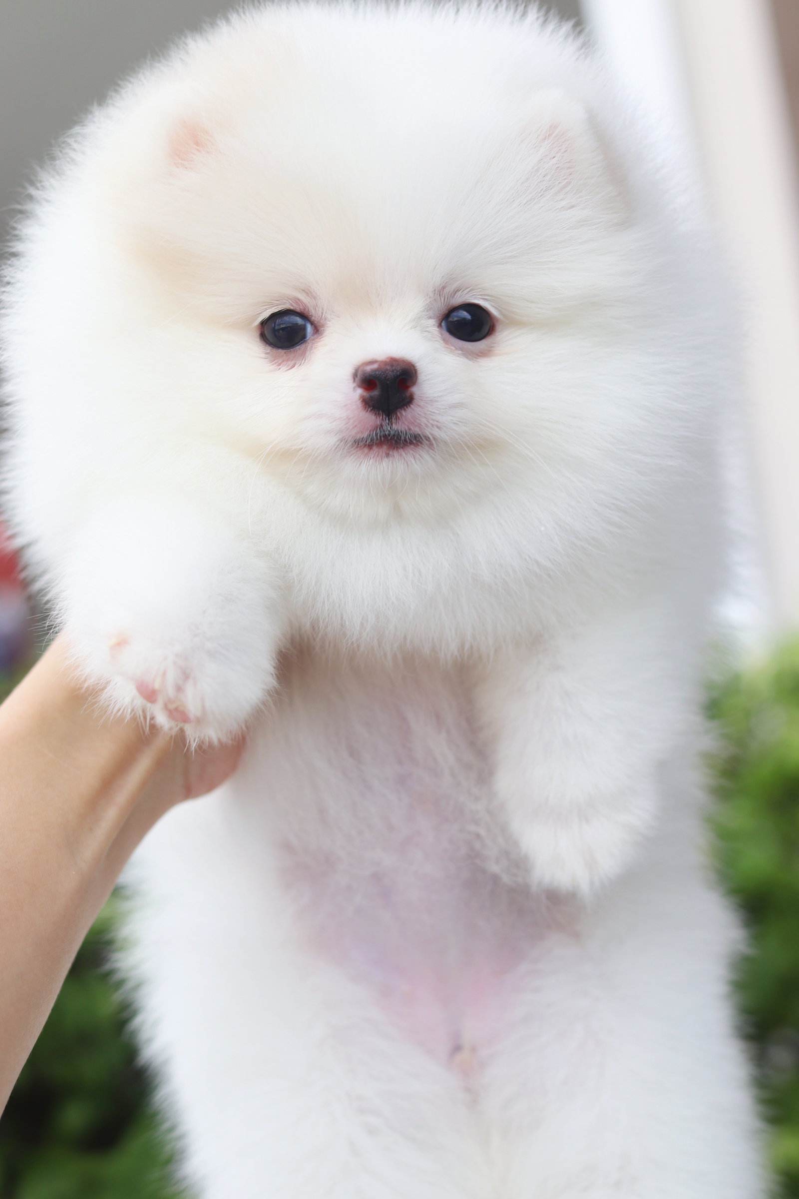 ปอมเมอเรเนียน เพศเมียสีขาวครีม