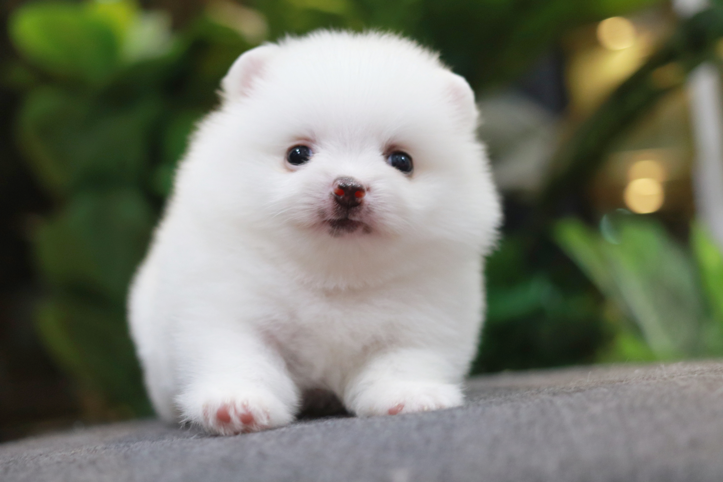 ปอมเมอเรเนียน เพศผู้ขาว